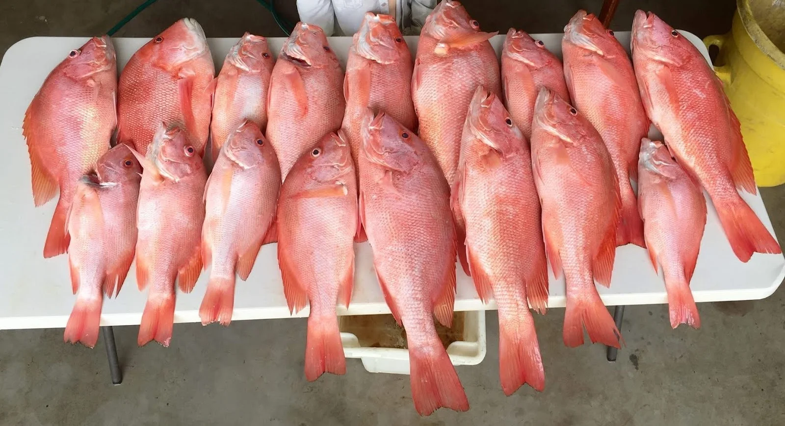 Additional image 5 of 18-20 Dagmar Street, Daintree QLD 4873