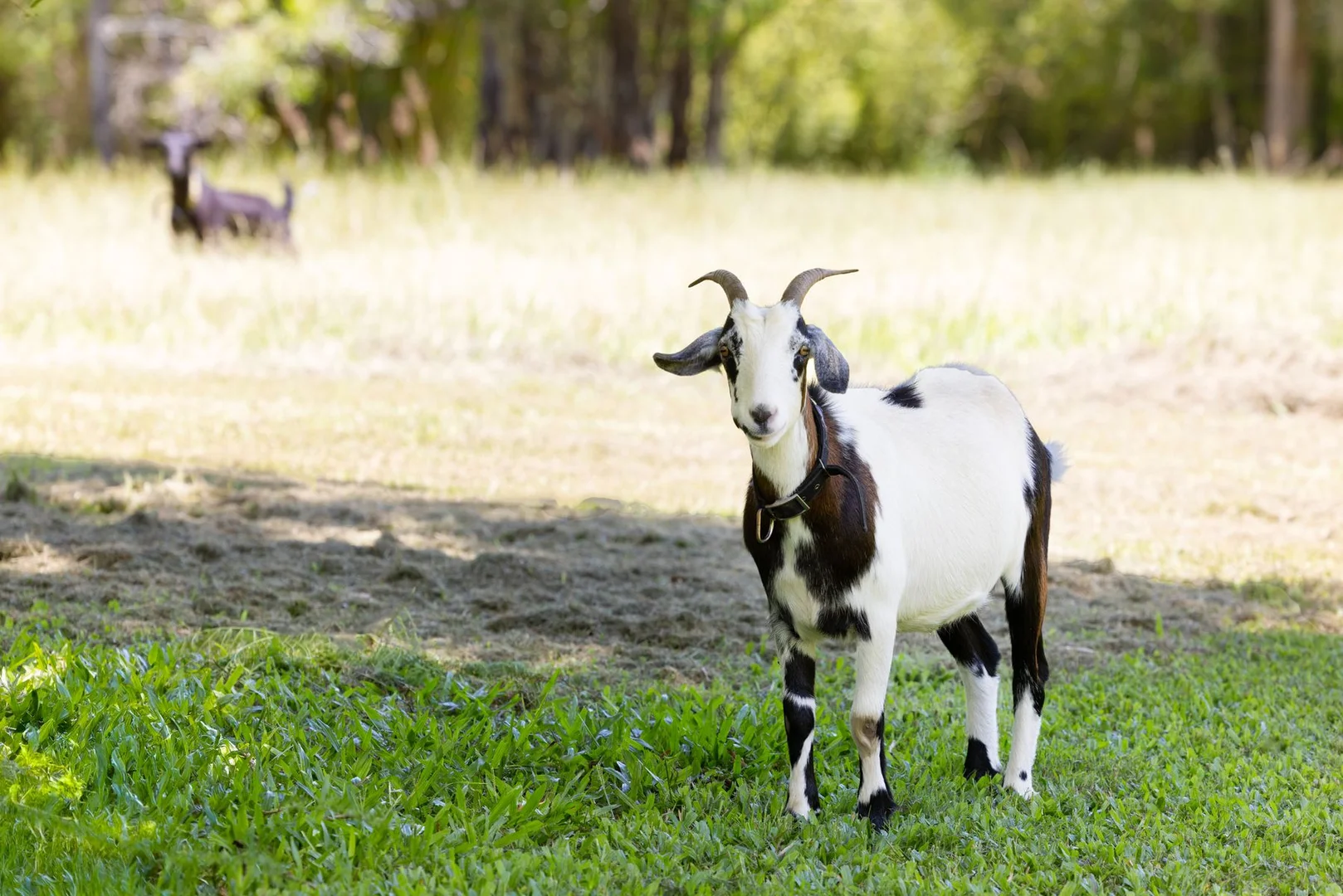 Additional image 31 of 1171 Eumundi - Kenilworth Road, Belli Park QLD 4562