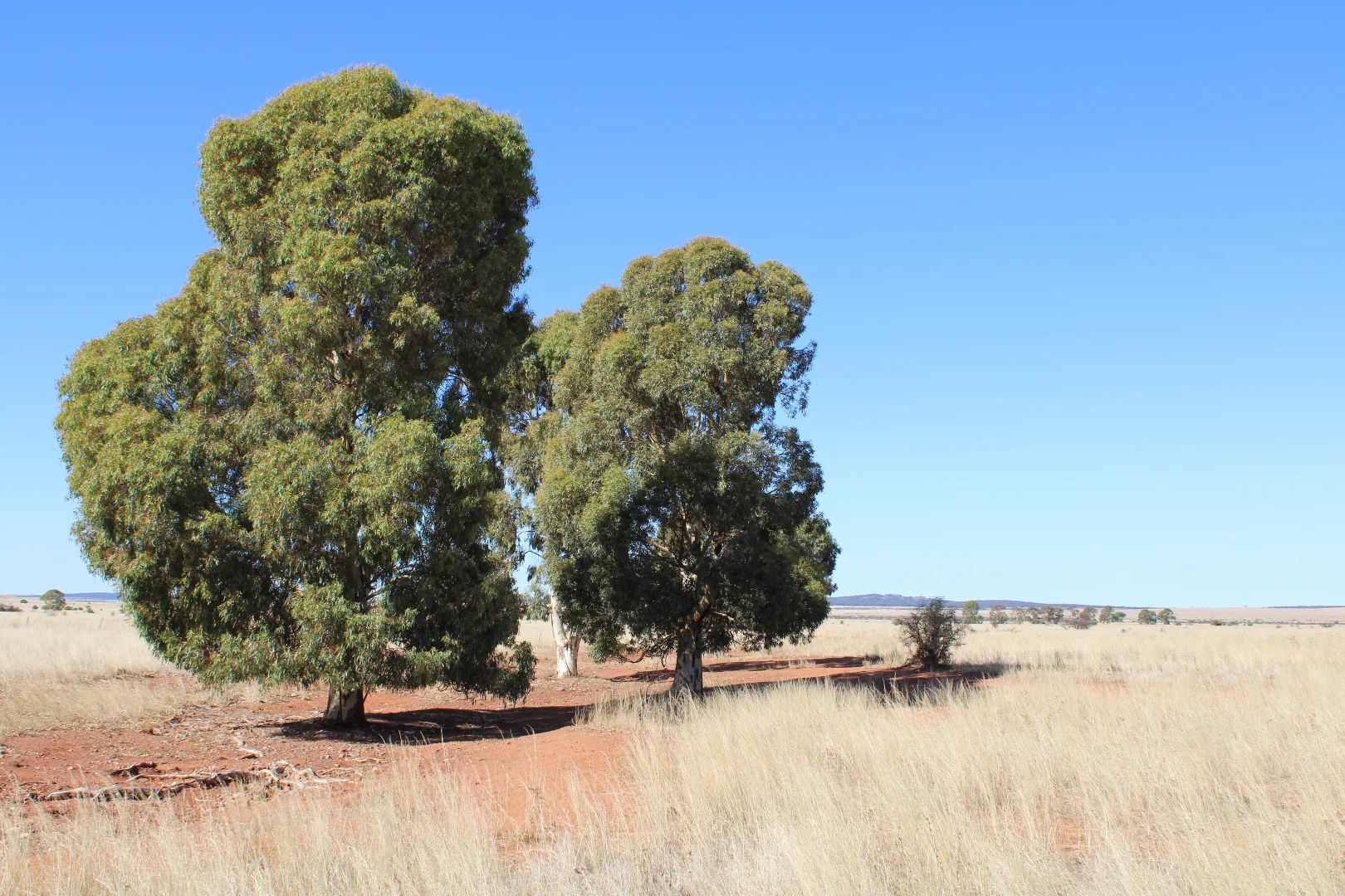Additional image 13 of 1860 Cleary Road, Terowie SA 5421