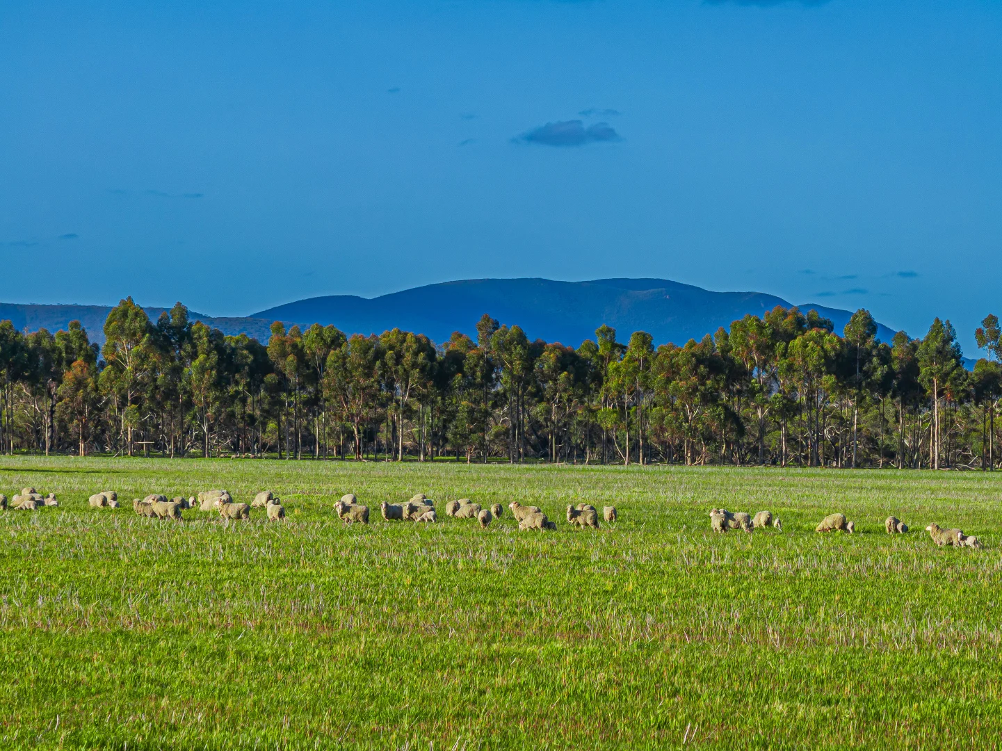 Additional image 4 of 712 View Range Road, Kendenup WA 6323