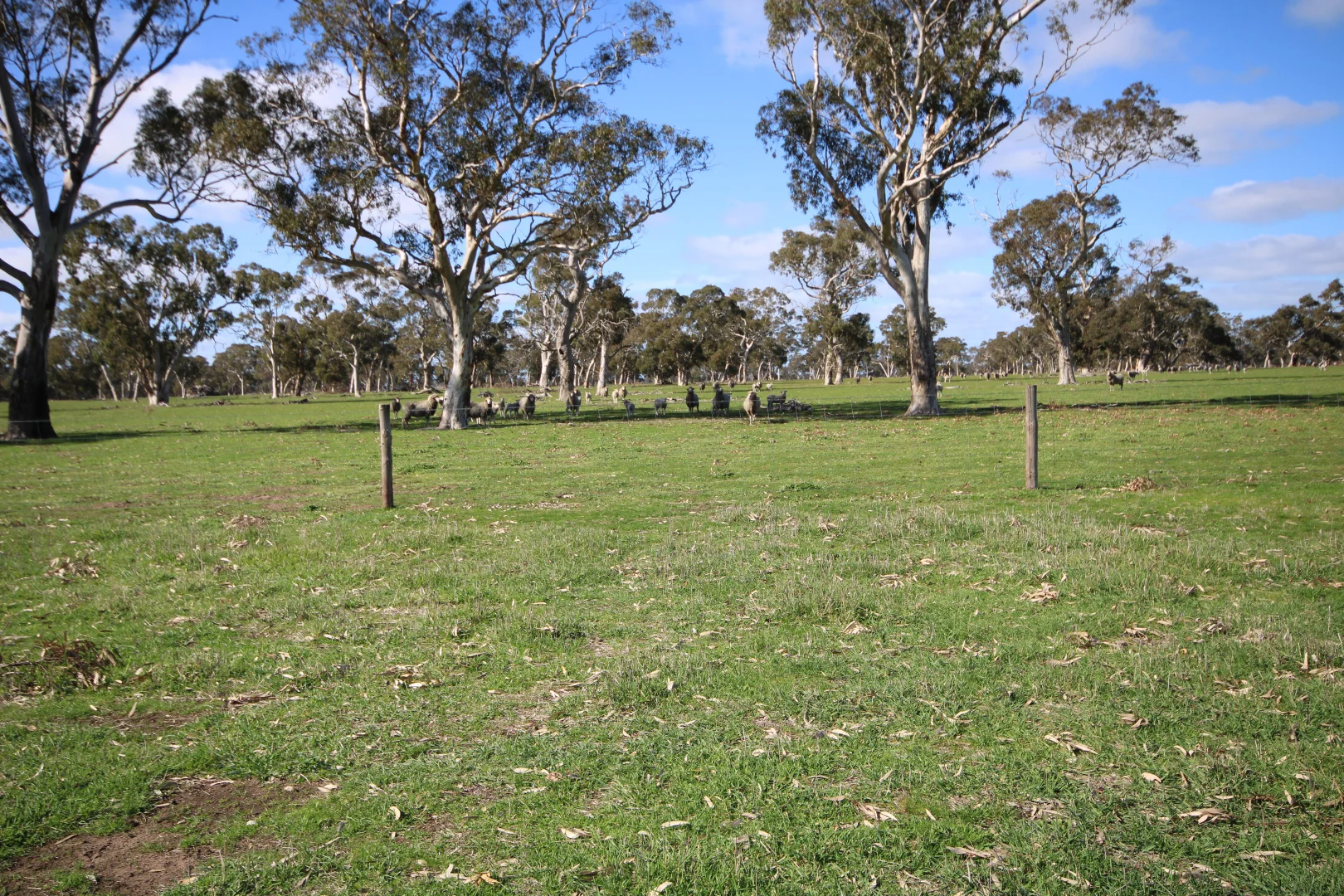 Additional image 23 of 202 Malones Road, Naracoorte SA 5271