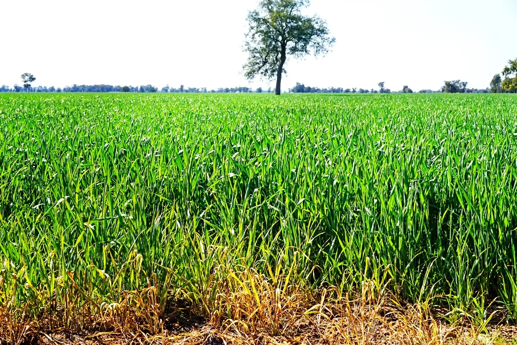 Additional image 2 of 594 Burrangong Lane, Bland NSW 2721