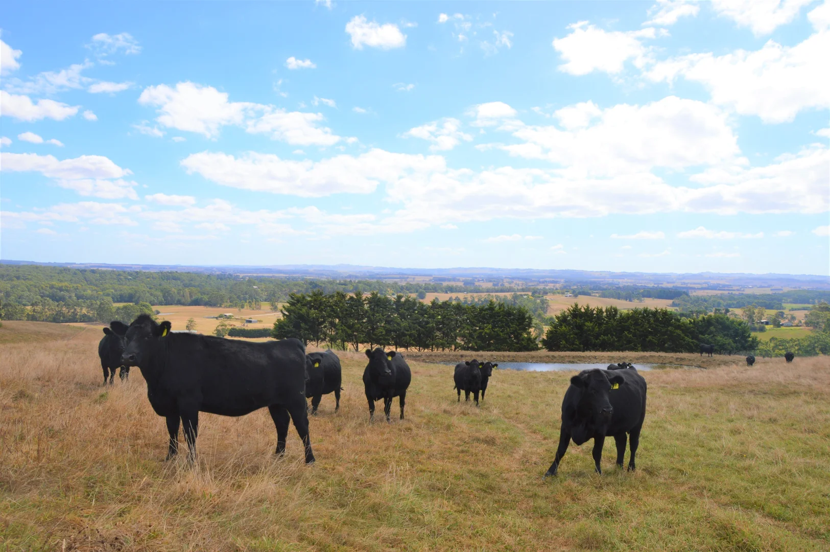 Additional image 3 of 180 Old Koonwarra-Meeniyan Road, Koonwarra VIC 3954