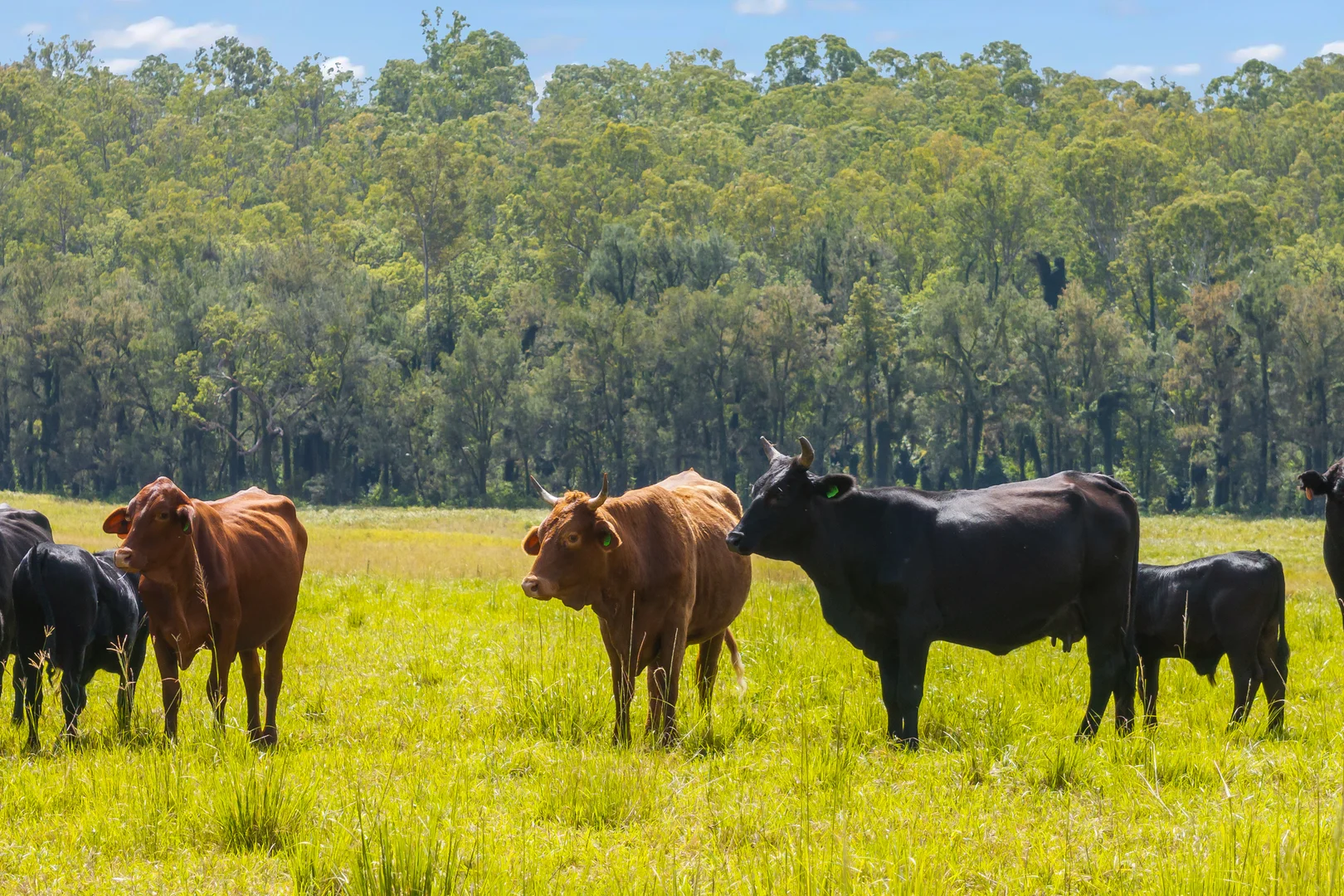 771 Ewingar Road, Ewingar NSW 2469