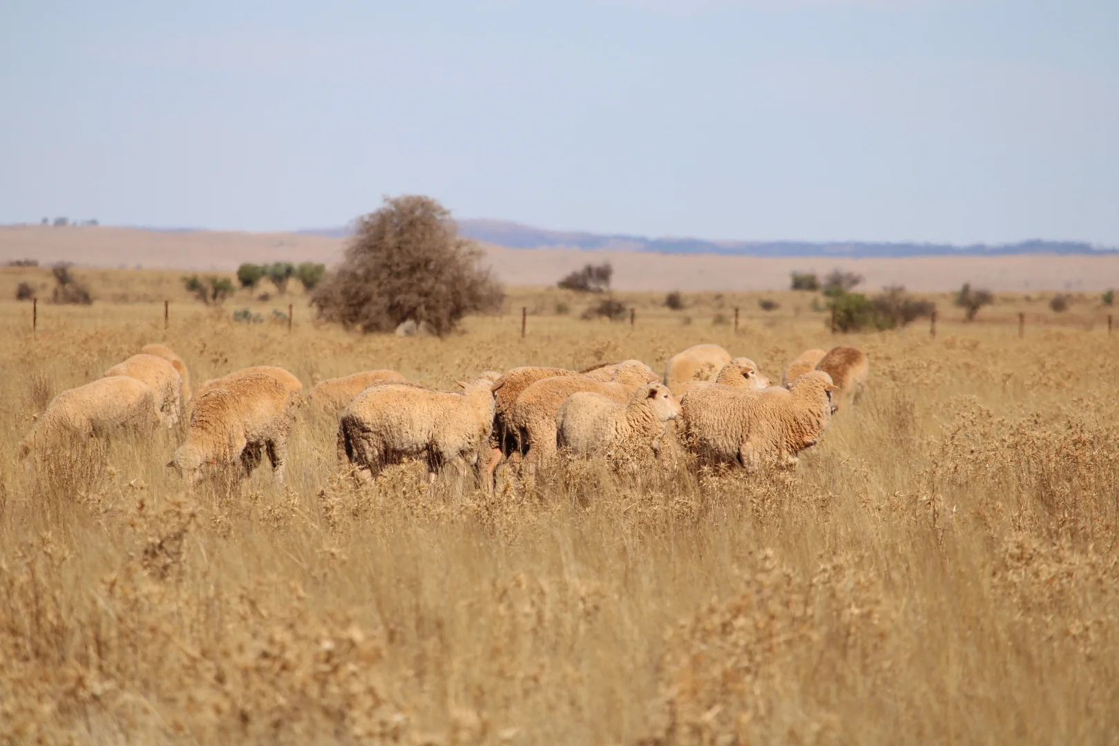 Additional image 9 of 1860 Cleary Road, Terowie SA 5421