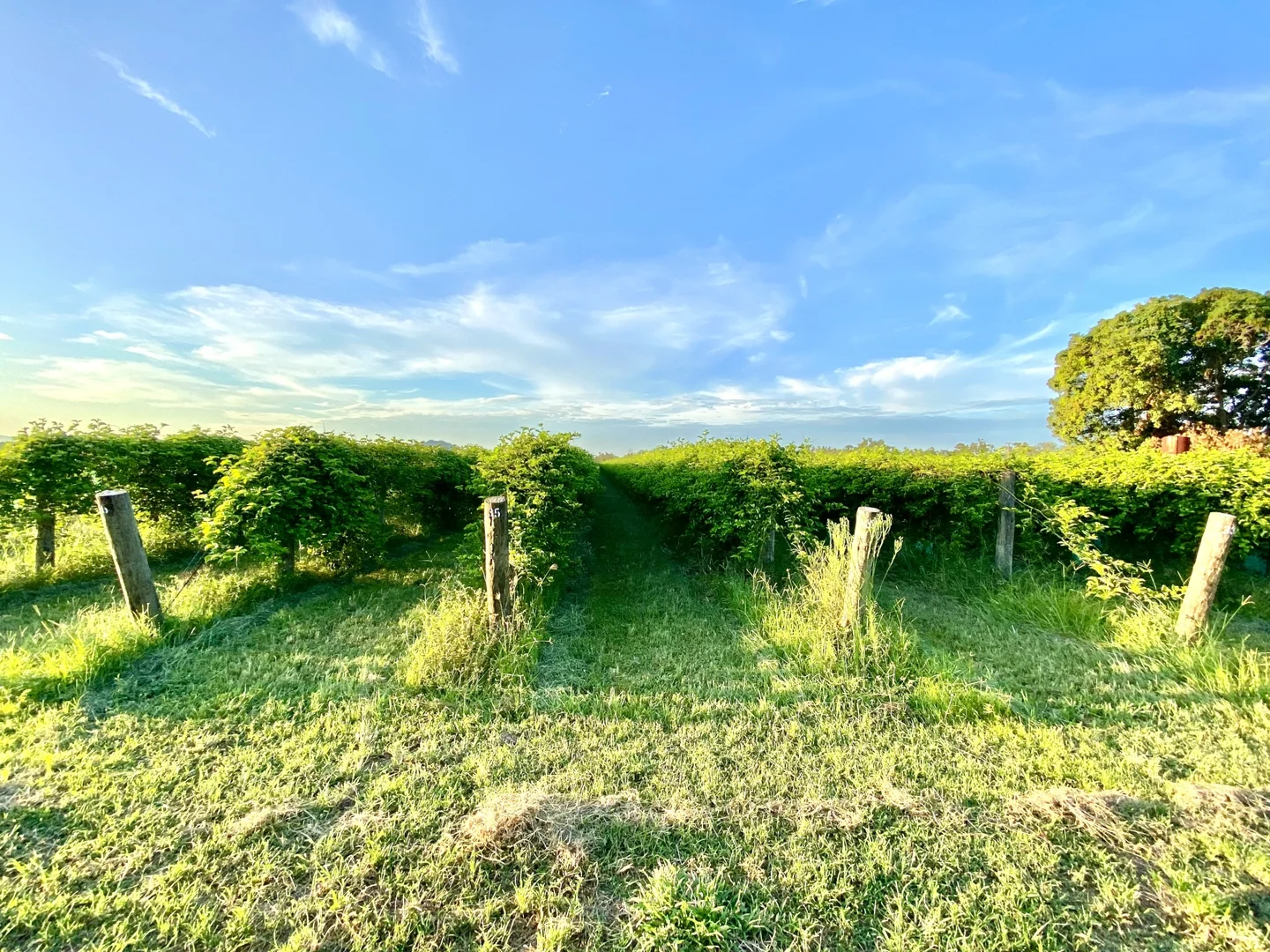 Additional image 10 of 5806 Ayr Dalbeg Road, Millaroo QLD 4807