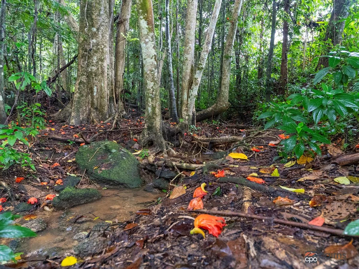Additional image 3 of 34 Parry Street, Babinda QLD 4861