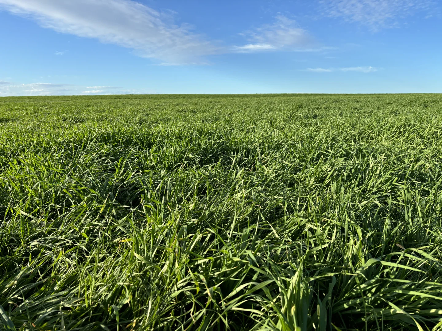 Additional image 2 of Section 82 Chilmans Road, Port Neill SA 5604