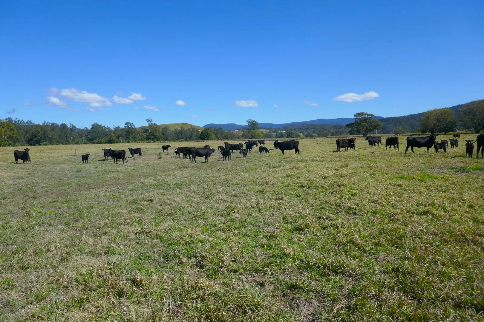 Additional image 15 of 1100 Iron Pot Creek & Ghinni Ghi Roads, Kyogle NSW 2474