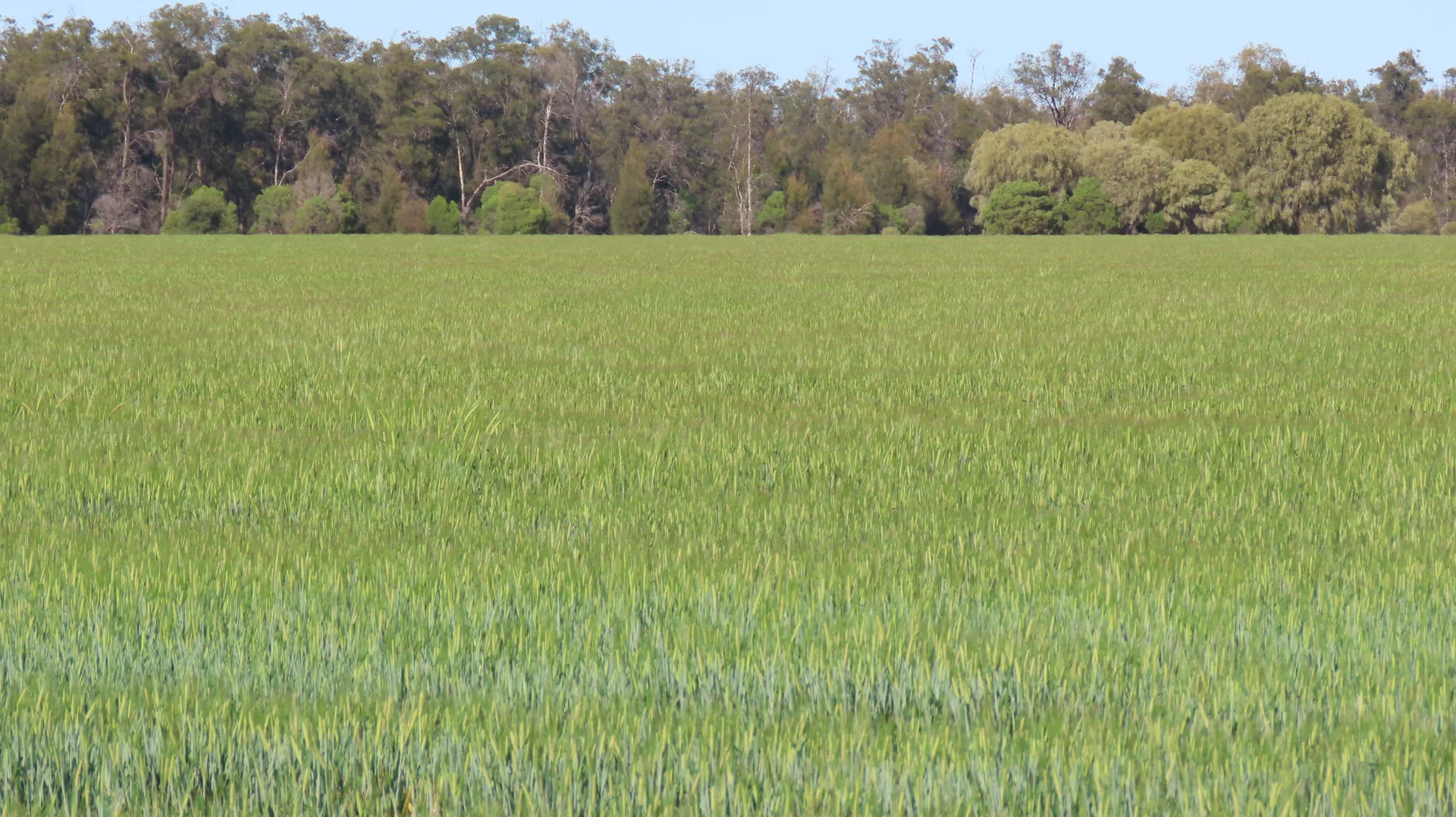 Additional image 3 of Mirreyah Feedlot Talwood Mungindi Road,, Talwood QLD 4496