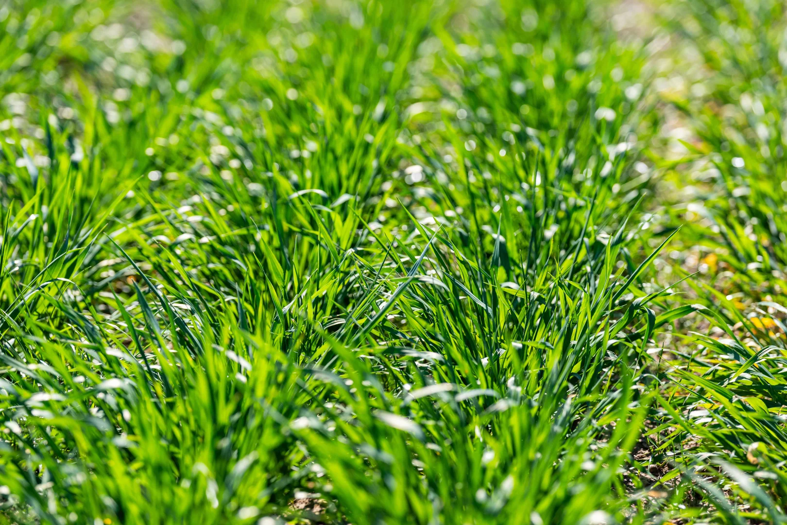 Additional image 29 of 119 Oak Lodge Rd, Sanger NSW 2646