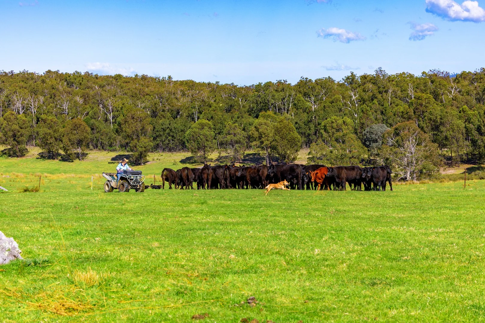 Additional image 3 of 151 Wattle Hill Road, Buchan South VIC 3885