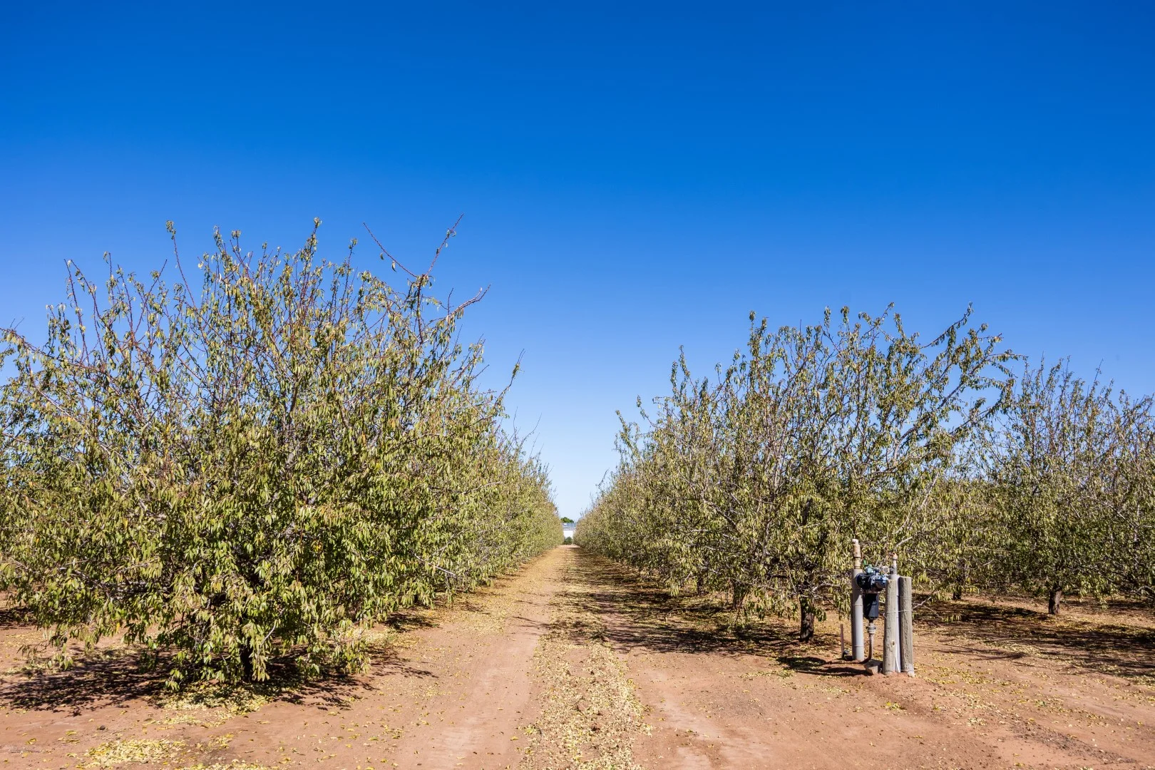 Additional image 9 of 3340 Low Darling Road, Wentworth NSW 2648