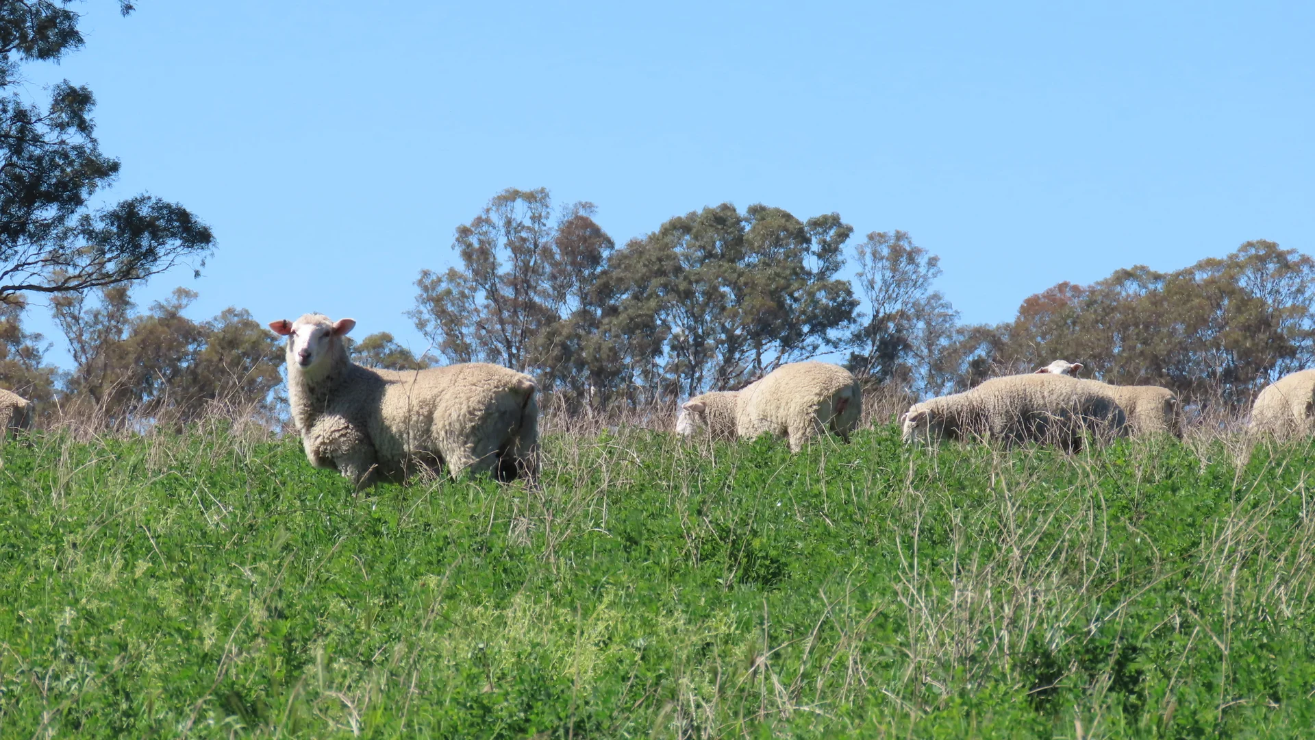 Additional image 11 of 173 Mcclures Rd, Connewirricoo VIC 3318