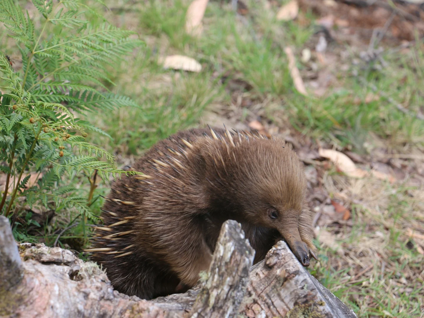 Additional image 5 of 78 Cethana Road, Cethana TAS 7306