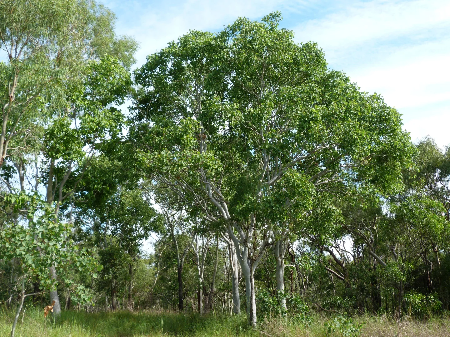 Additional image 11 of Notch Point Road, Ilbilbie QLD 4738