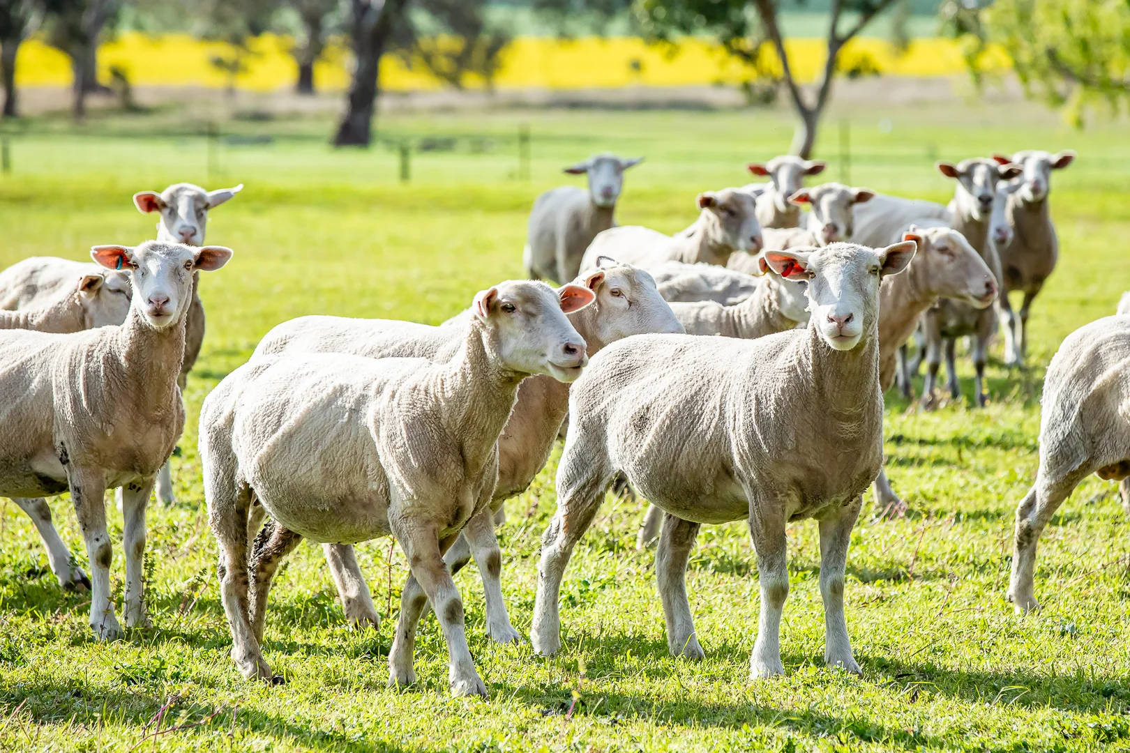 Additional image 8 of 184 Lin Dixons Road, Ullswater VIC 3318