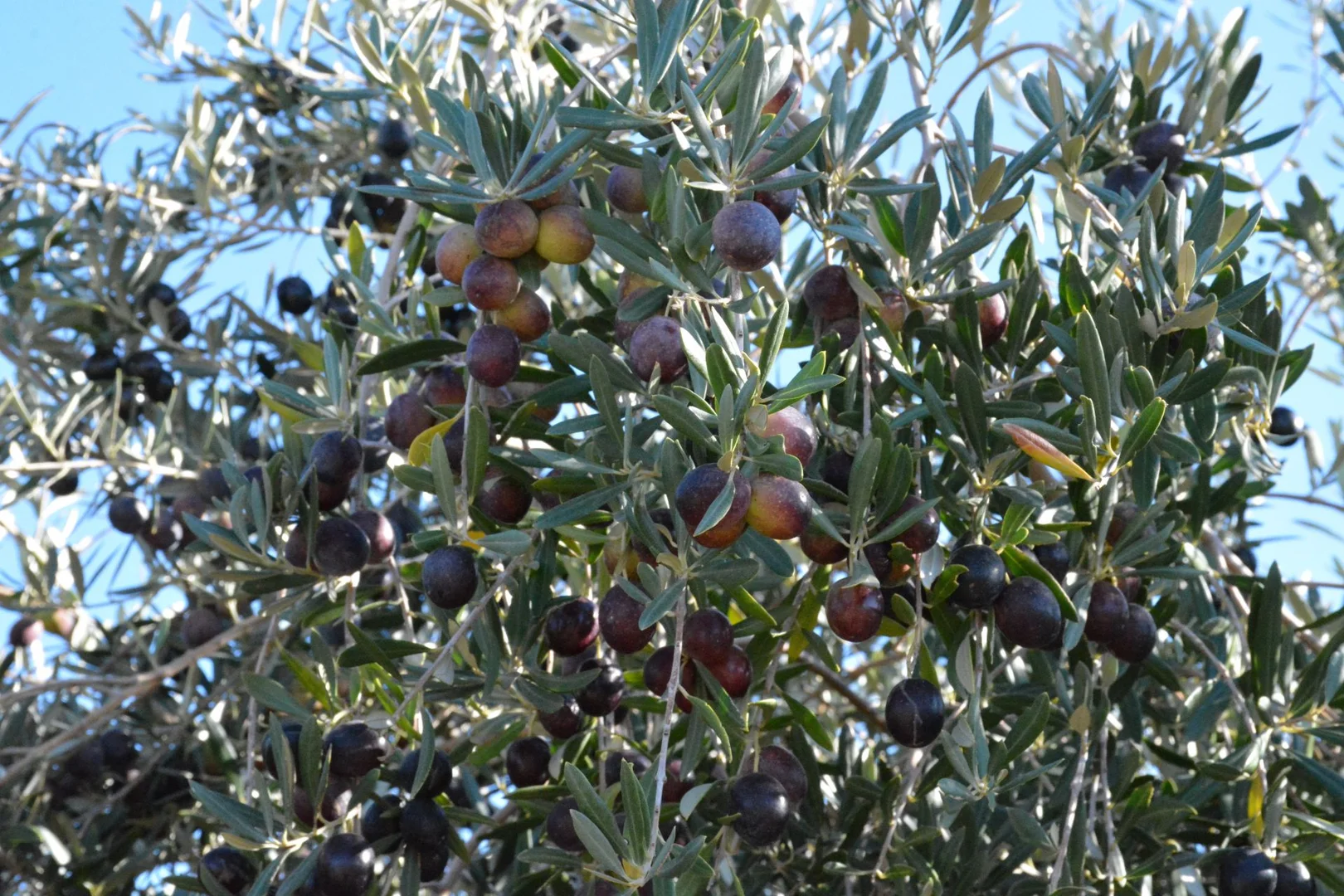 Additional image 5 of 71 Kyola Road, Coleambally NSW 2707