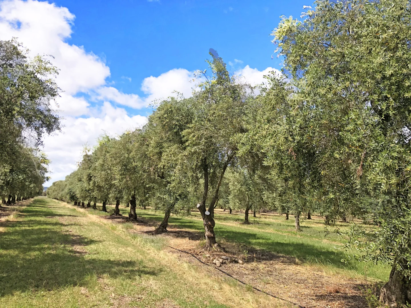 Additional image 12 of 15 Mary Gilmore Road, Wagga Wagga NSW 2650