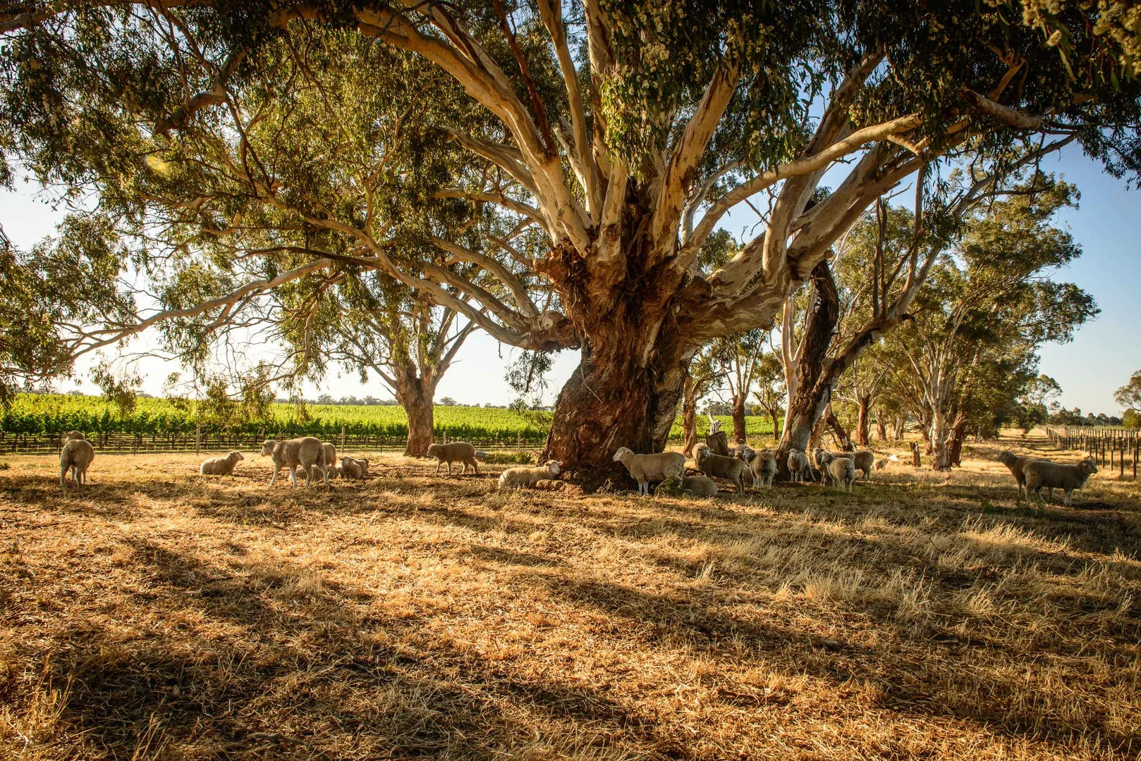 Additional image 6 of Nagambie VIC 3608