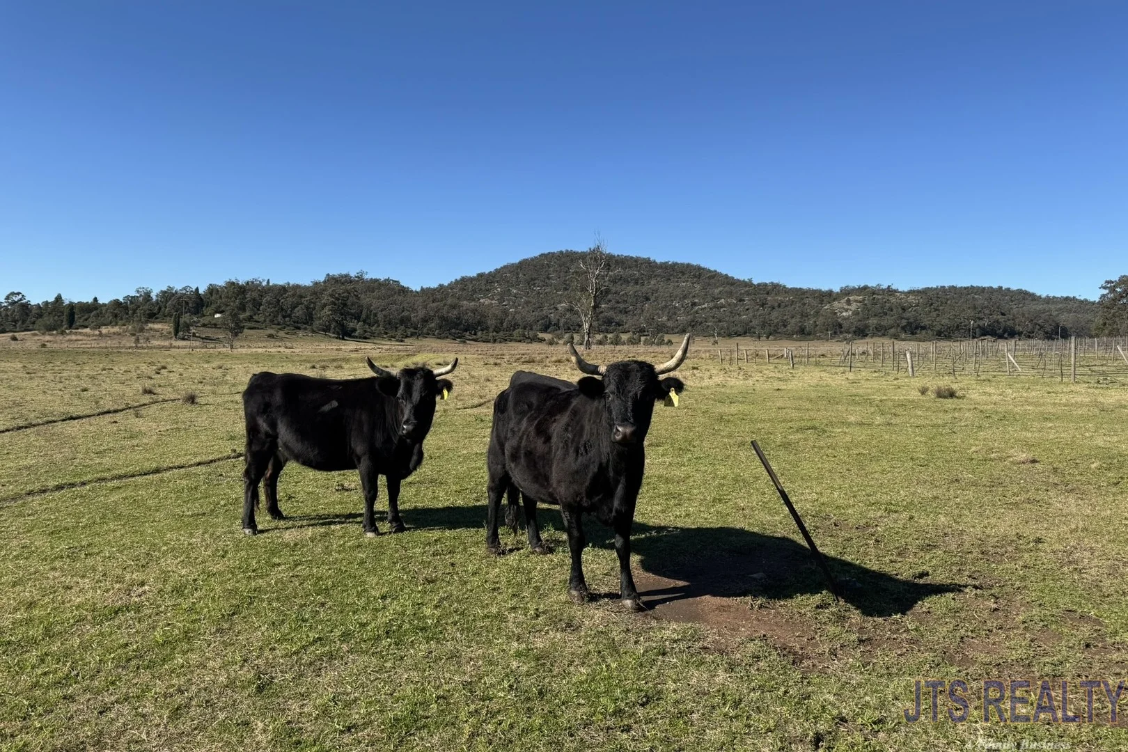 Additional image 4 of 2039 Golden Highway, Sandy Hollow NSW 2333