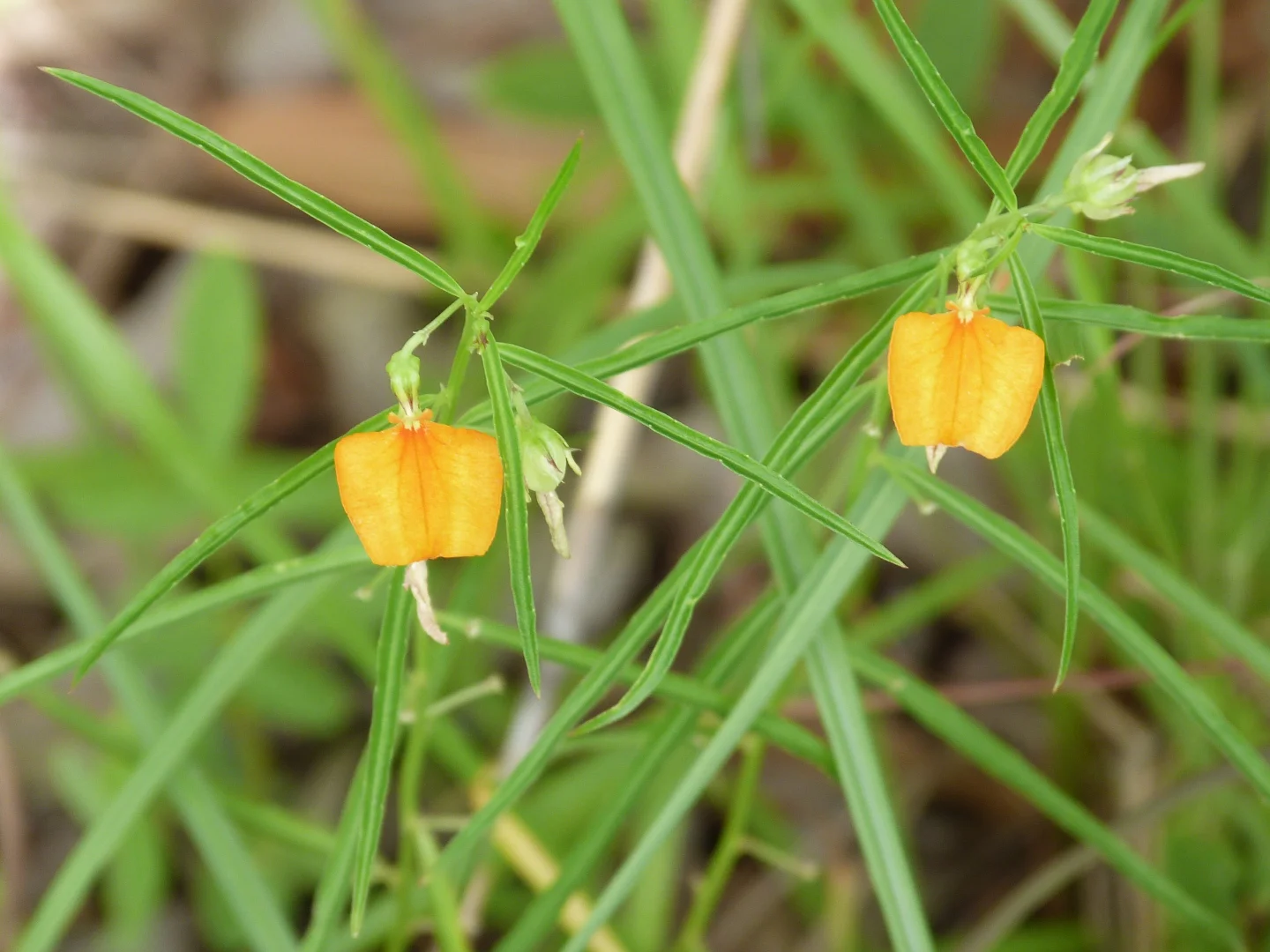 Additional image 28 of Notch Point Road, Ilbilbie QLD 4738