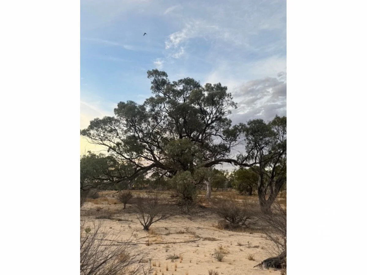 Additional image 19 of 28 River Reserve Road, Swan Reach SA 5354