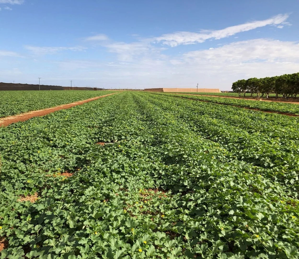 Additional image 8 of 138 North River Road, North Plantations WA 6701