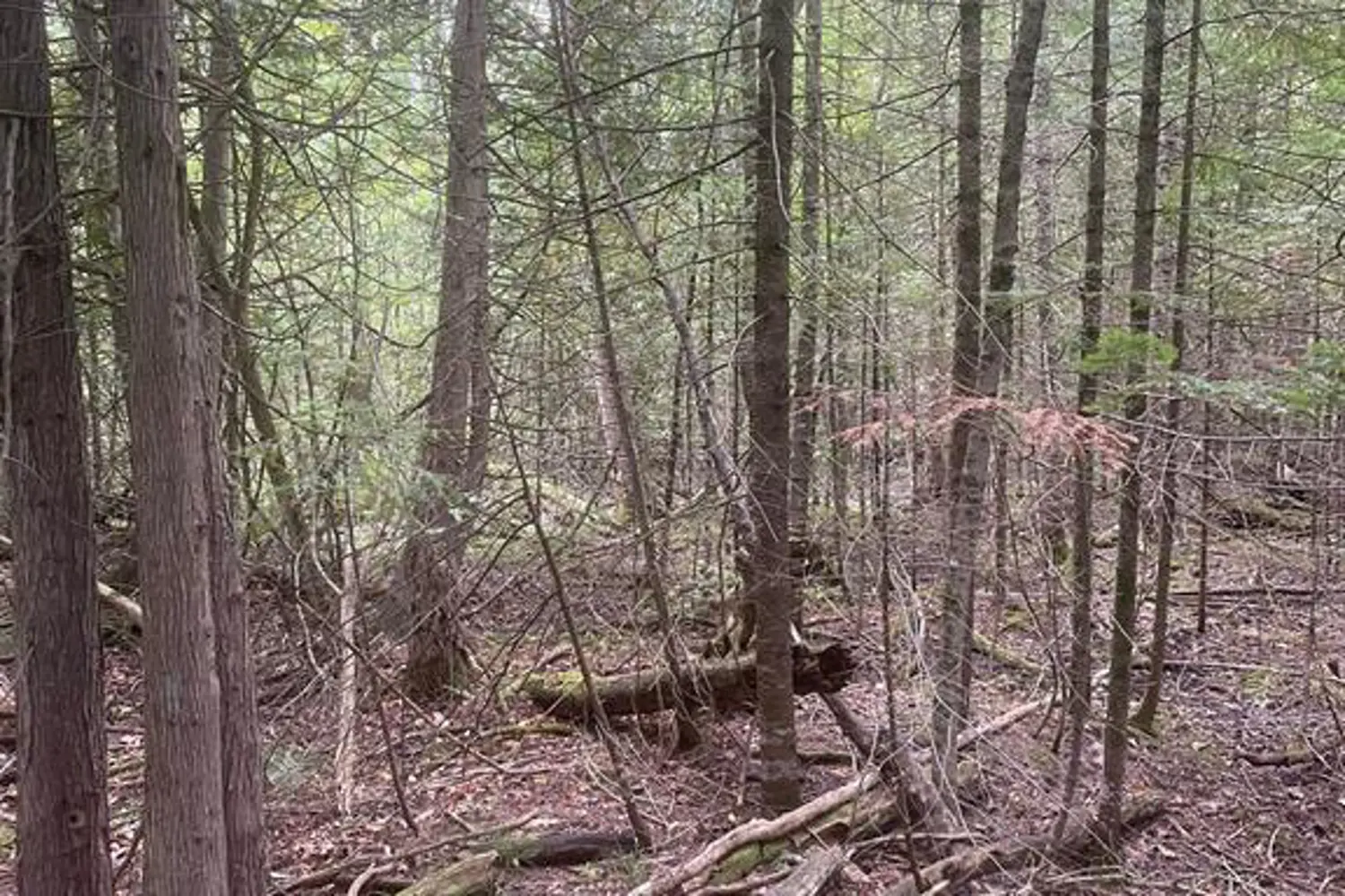 Additional image 11 of 00 Adams-Cummings Road
