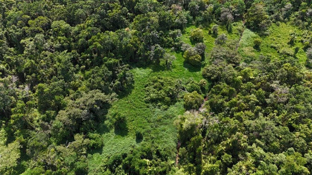 Additional image 5 of Lot 81 Cape Tribulation Road, DIWAN,, Daintree QLD 4873