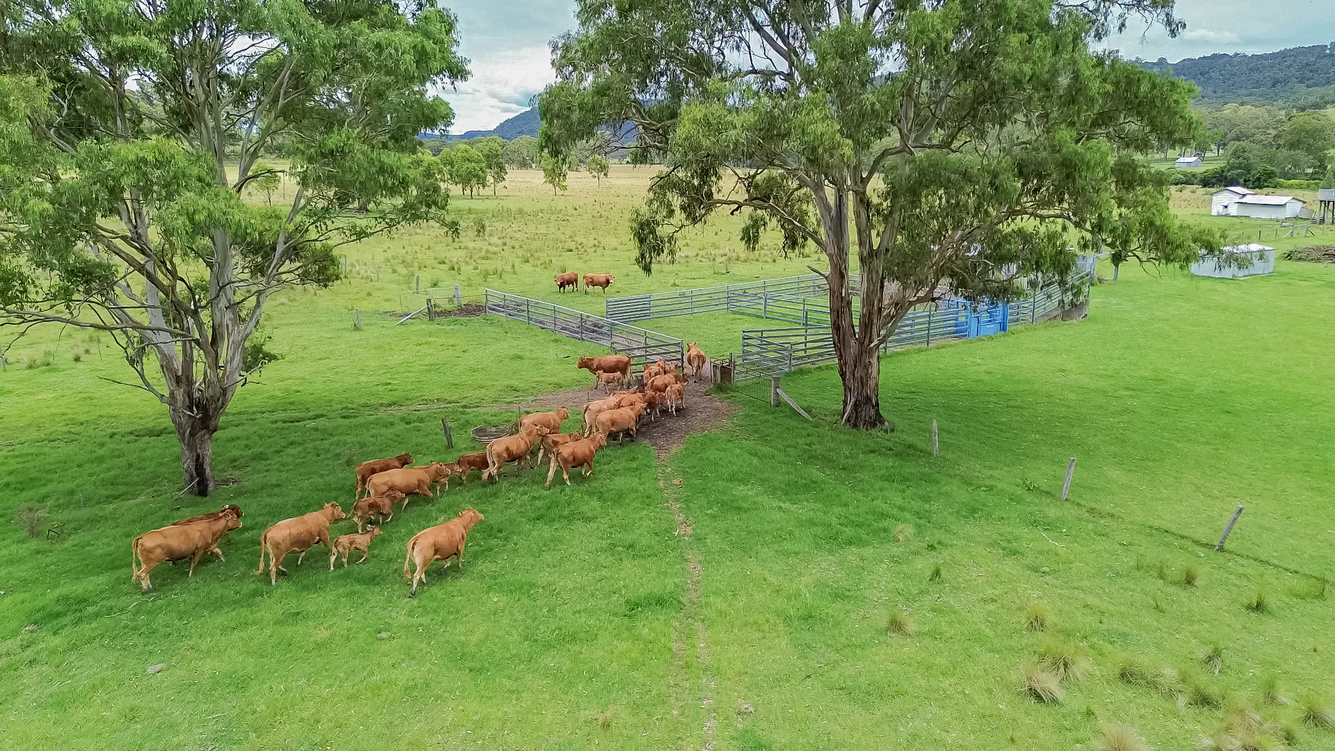 Additional image 5 of 80 Tooloom Street, Legume NSW 2476
