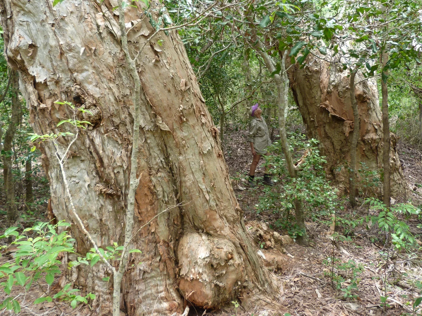 Additional image 9 of Notch Point Road, Ilbilbie QLD 4738