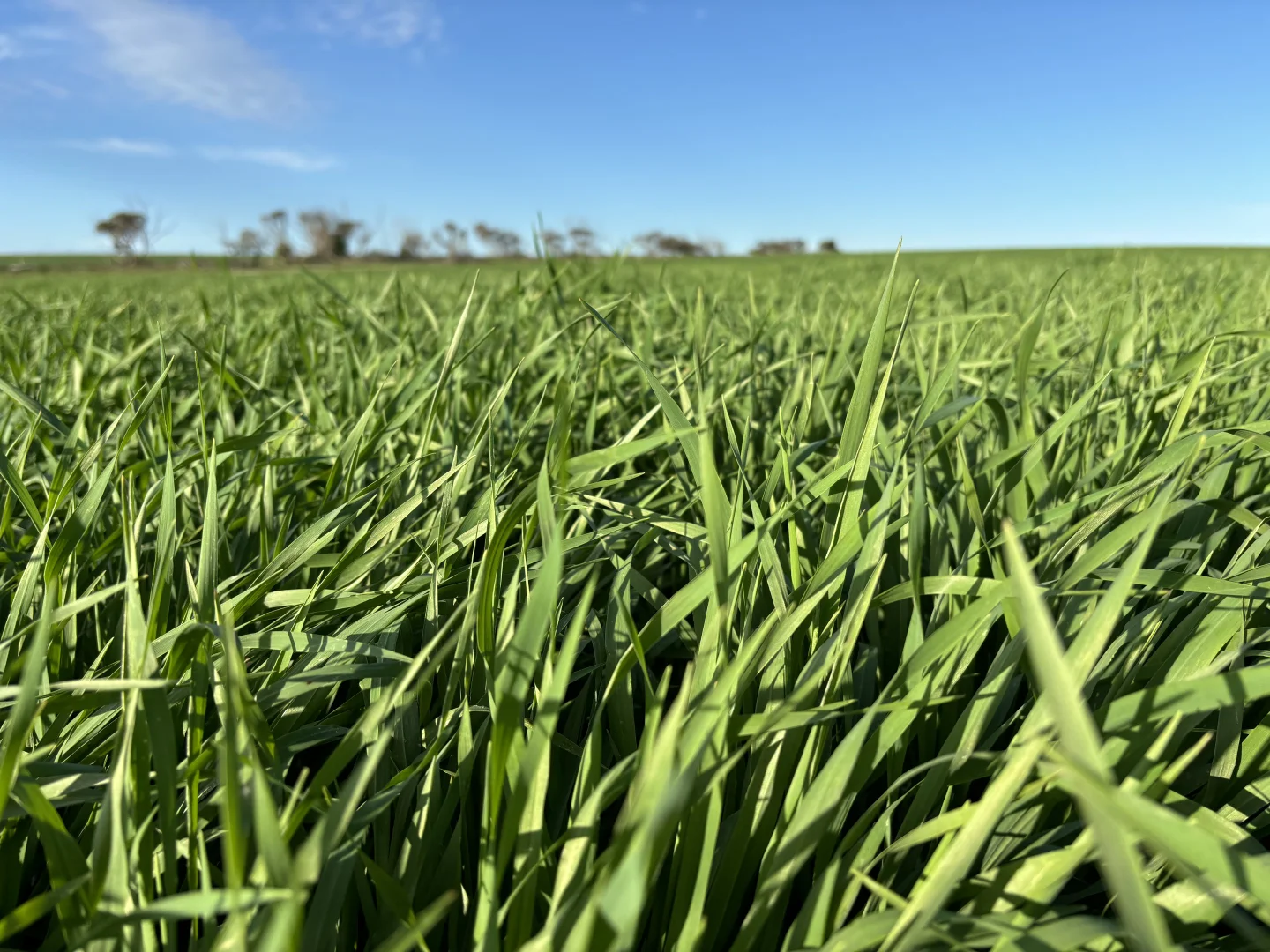 Additional image 15 of Section 82 Chilmans Road, Port Neill SA 5604