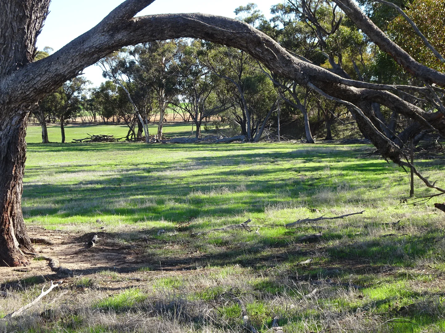 Additional image 3 of Shaddick Road, East Pingelly WA 6308