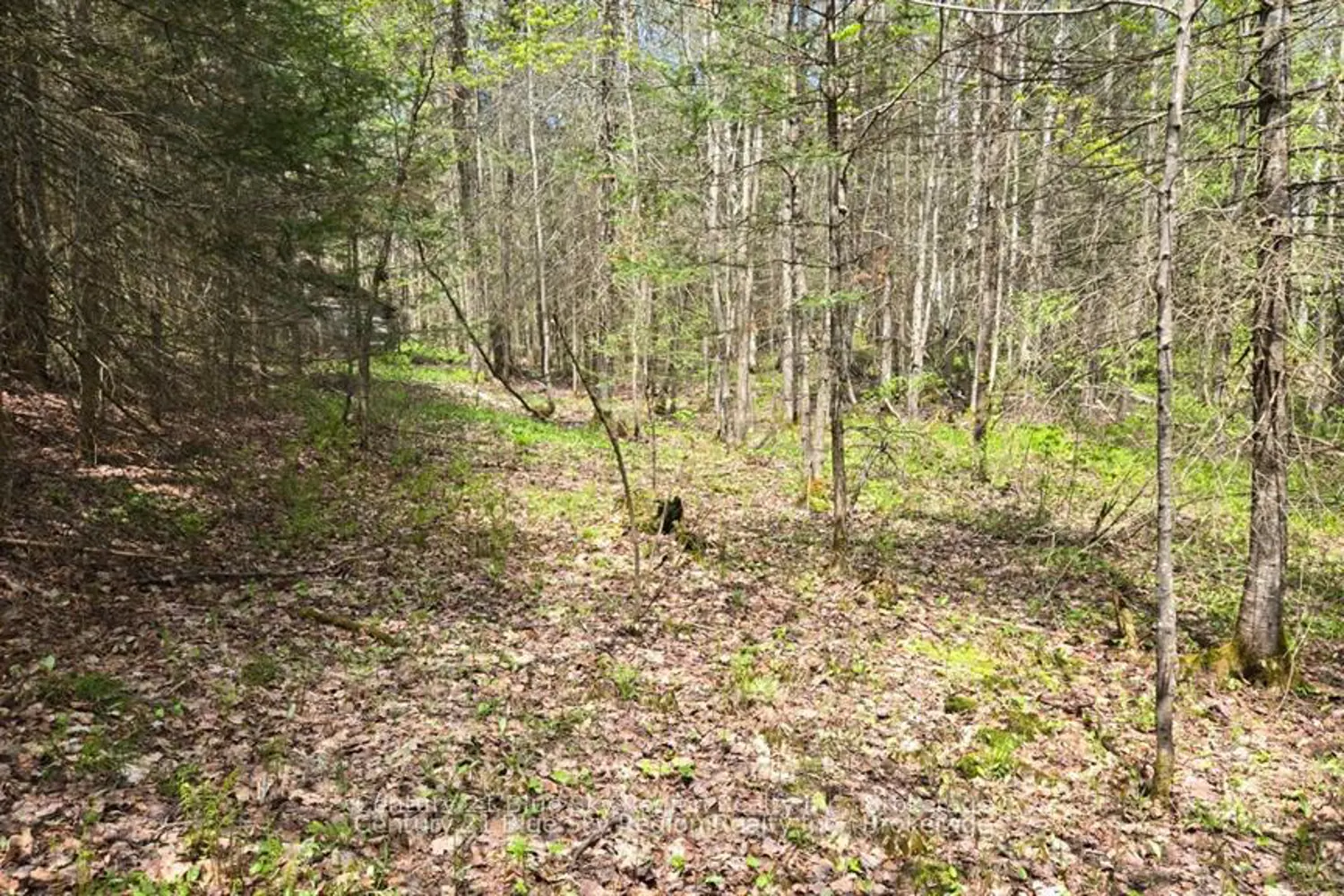 Additional image 6 of Pt Lt 10 Con 16 Village Road