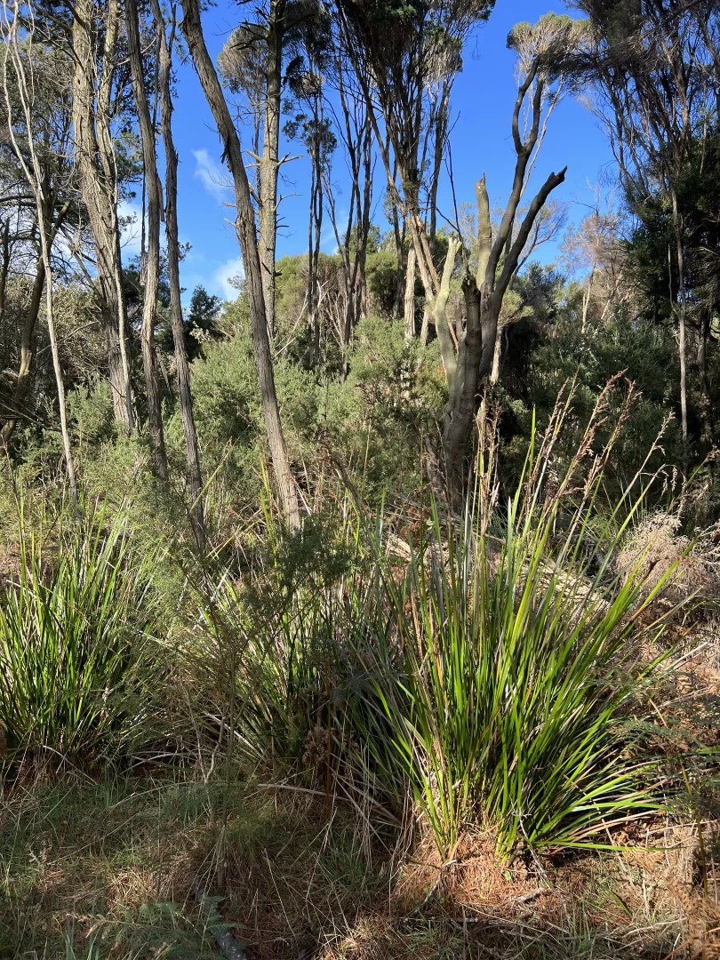 Additional image 11 of 1038 Pegarah Road, Naracoopa TAS 7256