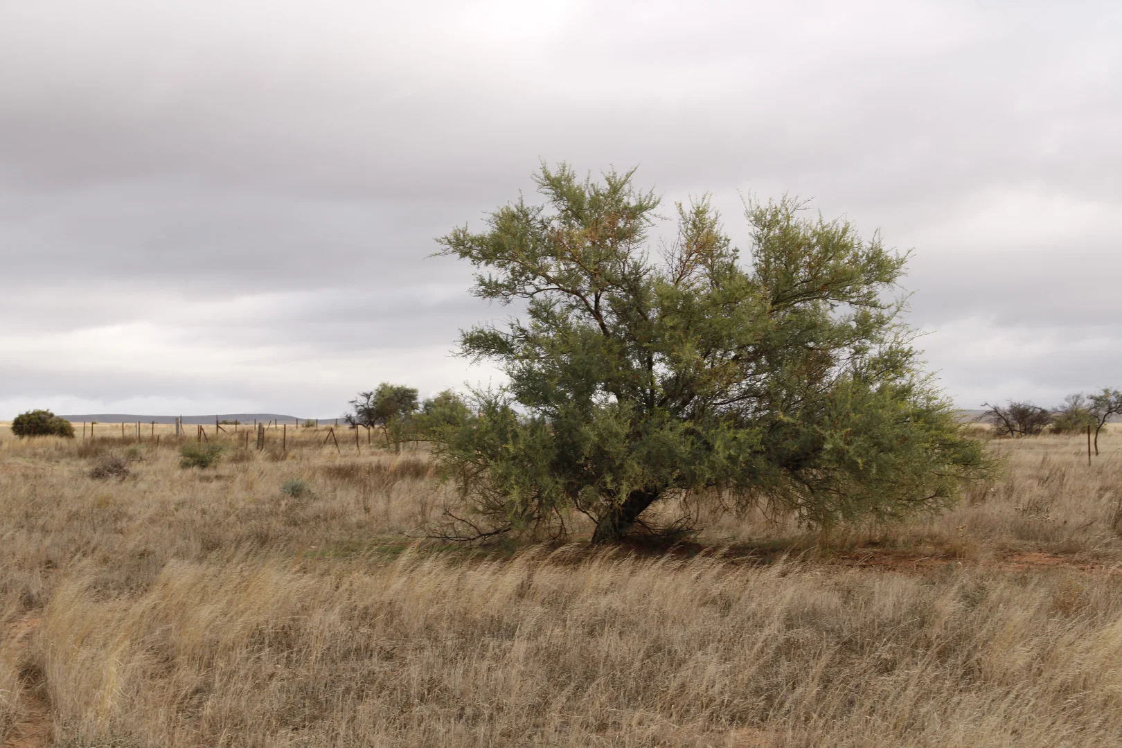 Additional image 60 of 1860 Cleary Road, Terowie SA 5421