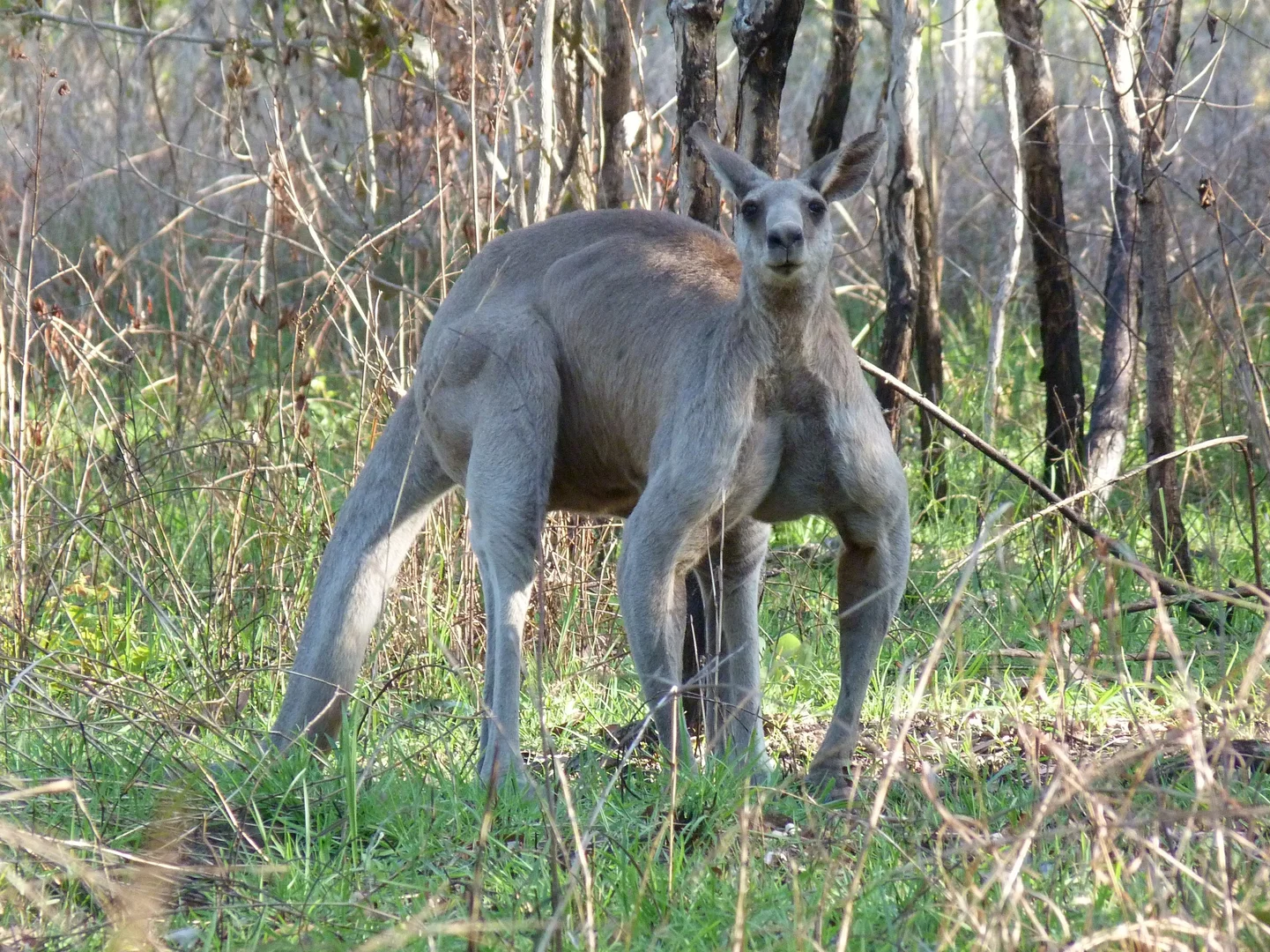 Additional image 16 of Notch Point Road, Ilbilbie QLD 4738