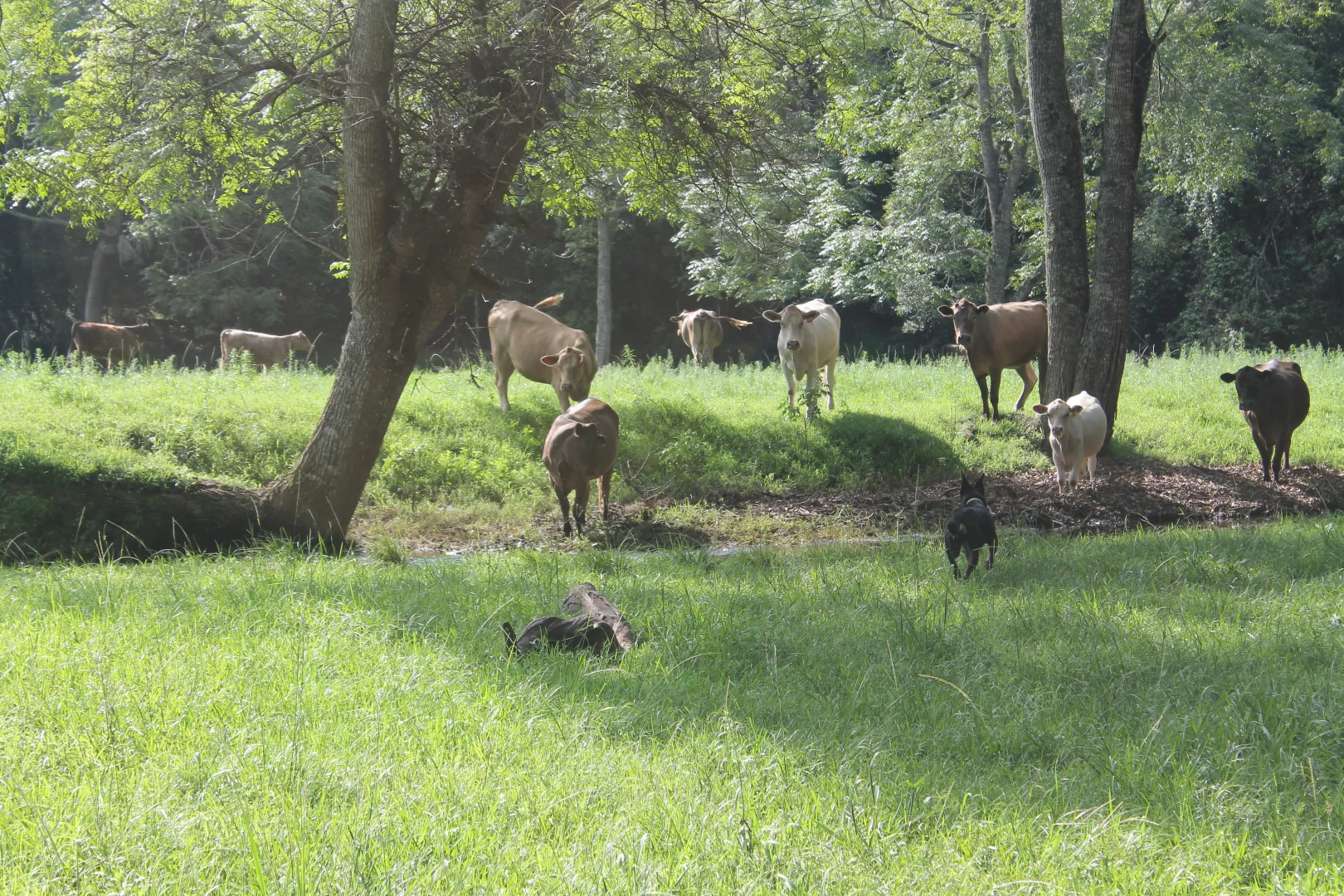 Additional image 22 of 71 SUNDOWNER ROAD, Bakers Creek NSW 2447