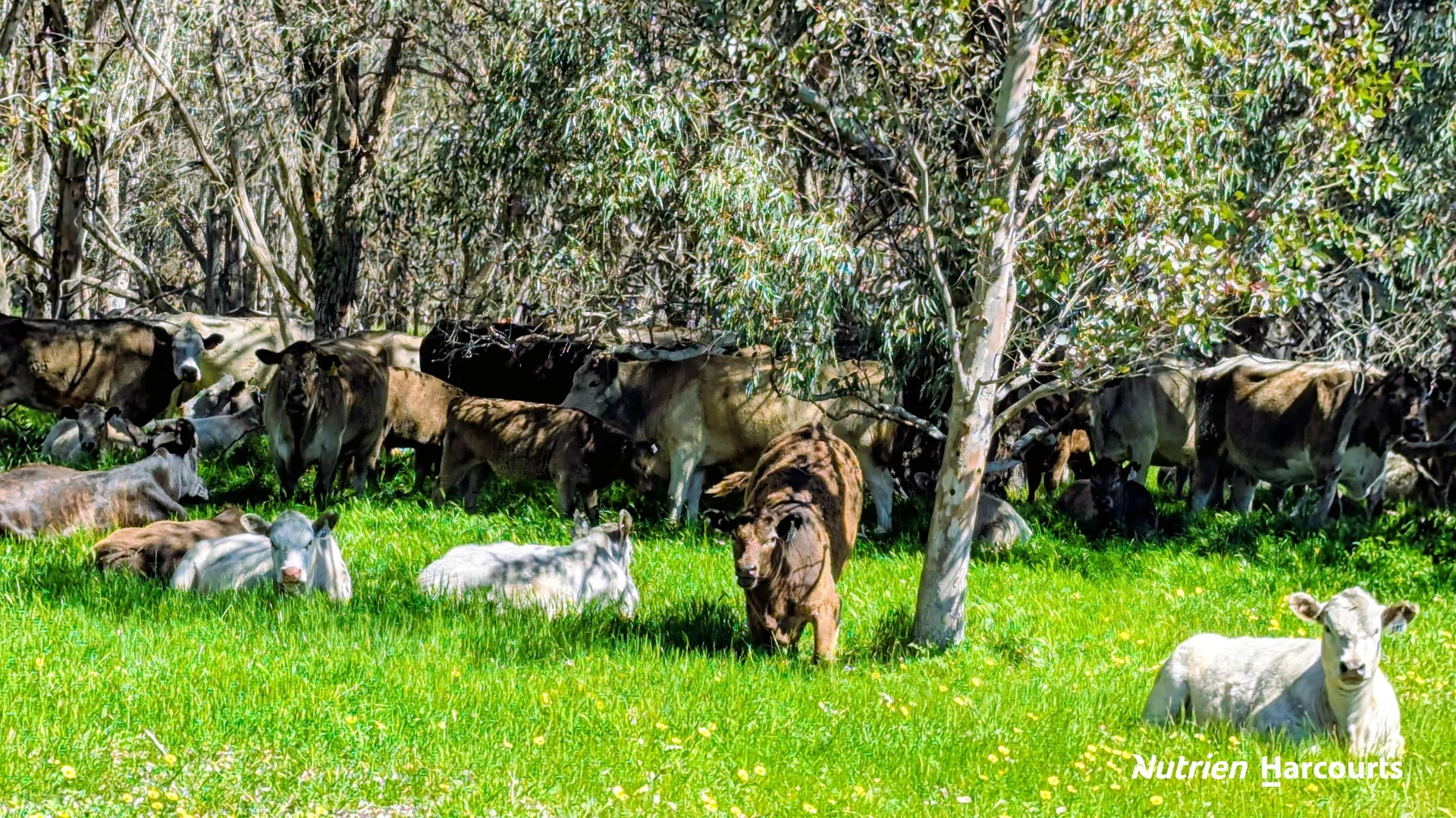 Additional image 13 of Lot 52 Cowalla Road, Cowalla WA 6503