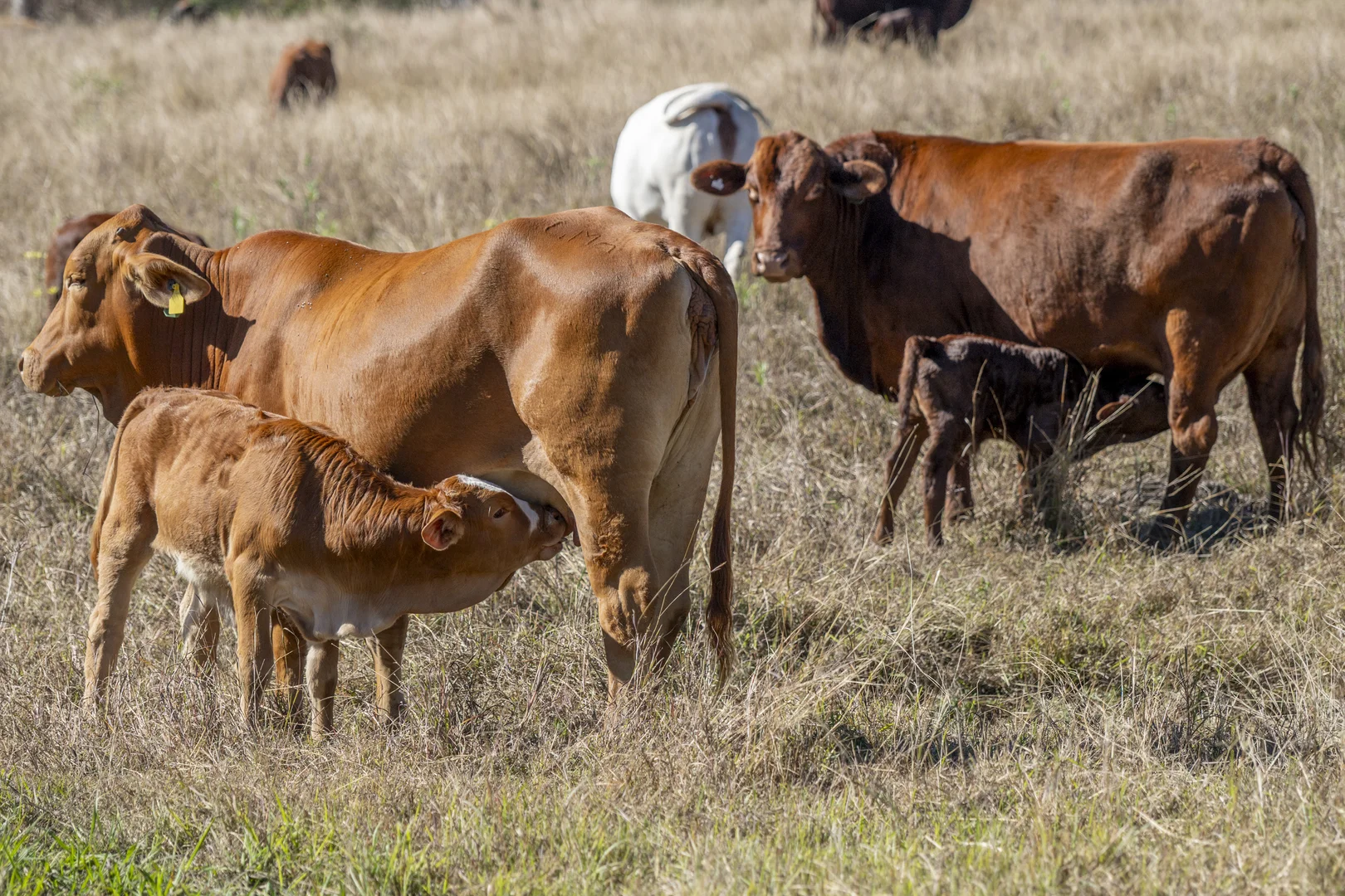 Additional image 5 of Lot 1,2,3,4 & 5 Rosewood-Warrill View Road, Coleyville QLD 4307