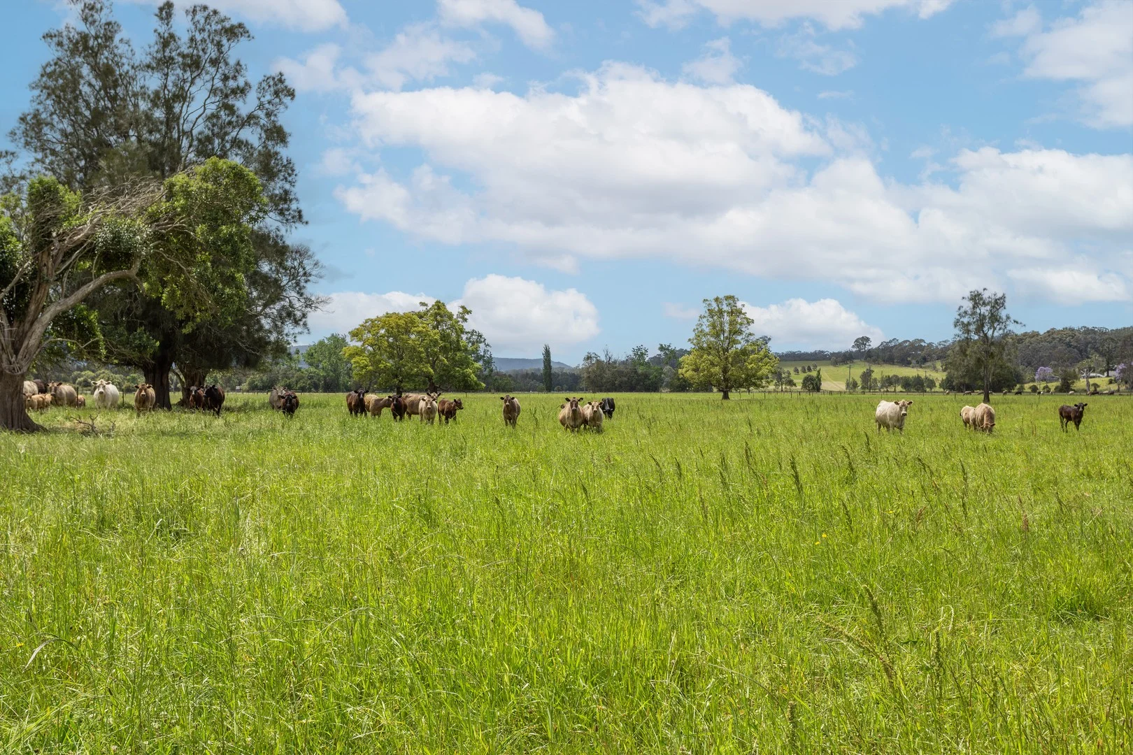 Additional image 3 of 639E coolangatta road, Berry NSW 2535