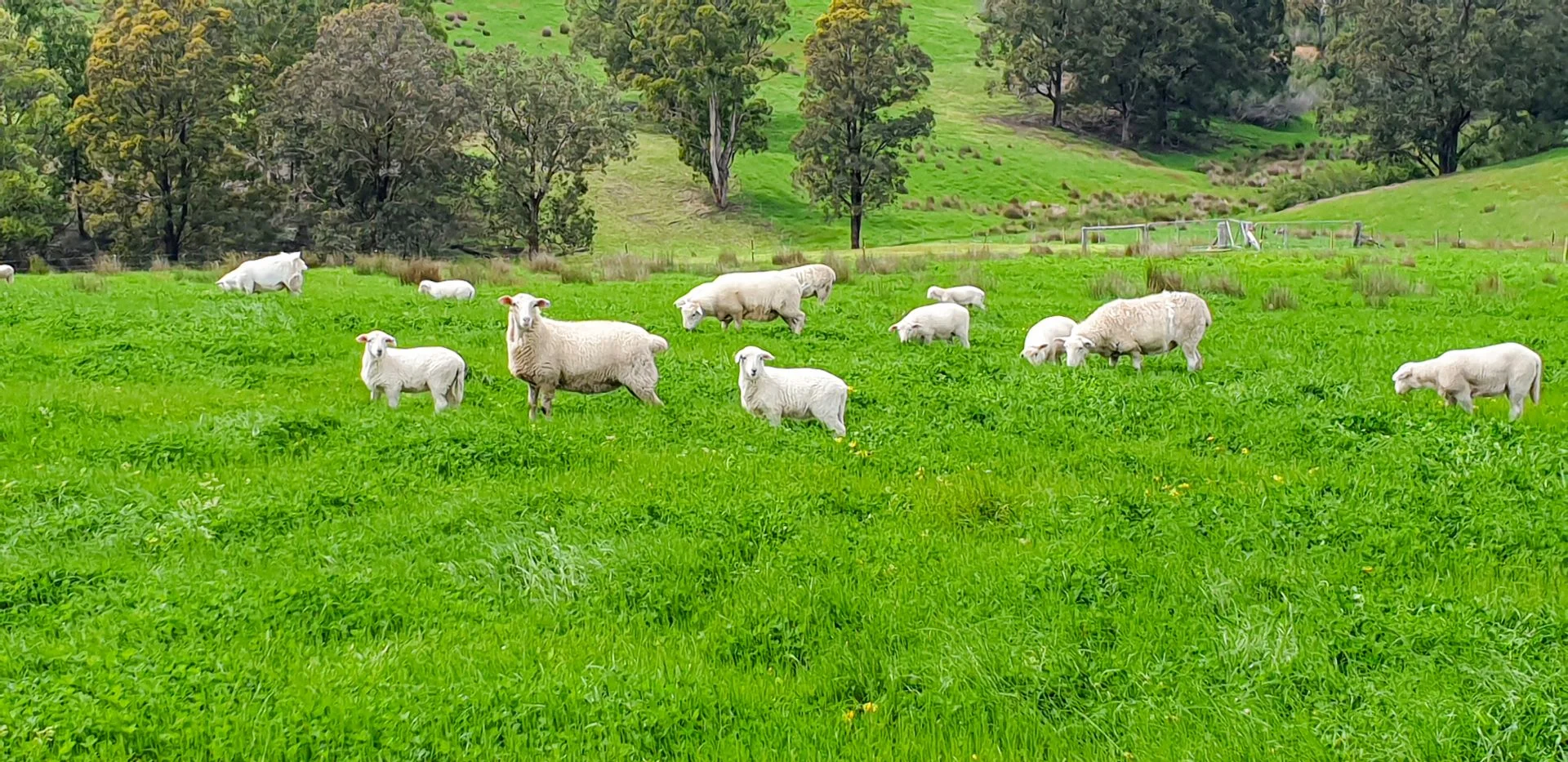 Additional image 12 of 151 Wattle Hill Road, Buchan South VIC 3885