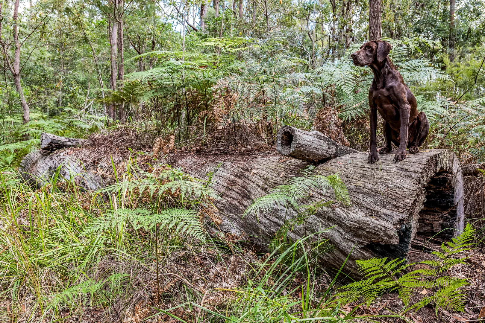 Additional image 14 of 2447 Sherwood Creek Road, Glenreagh NSW 2450