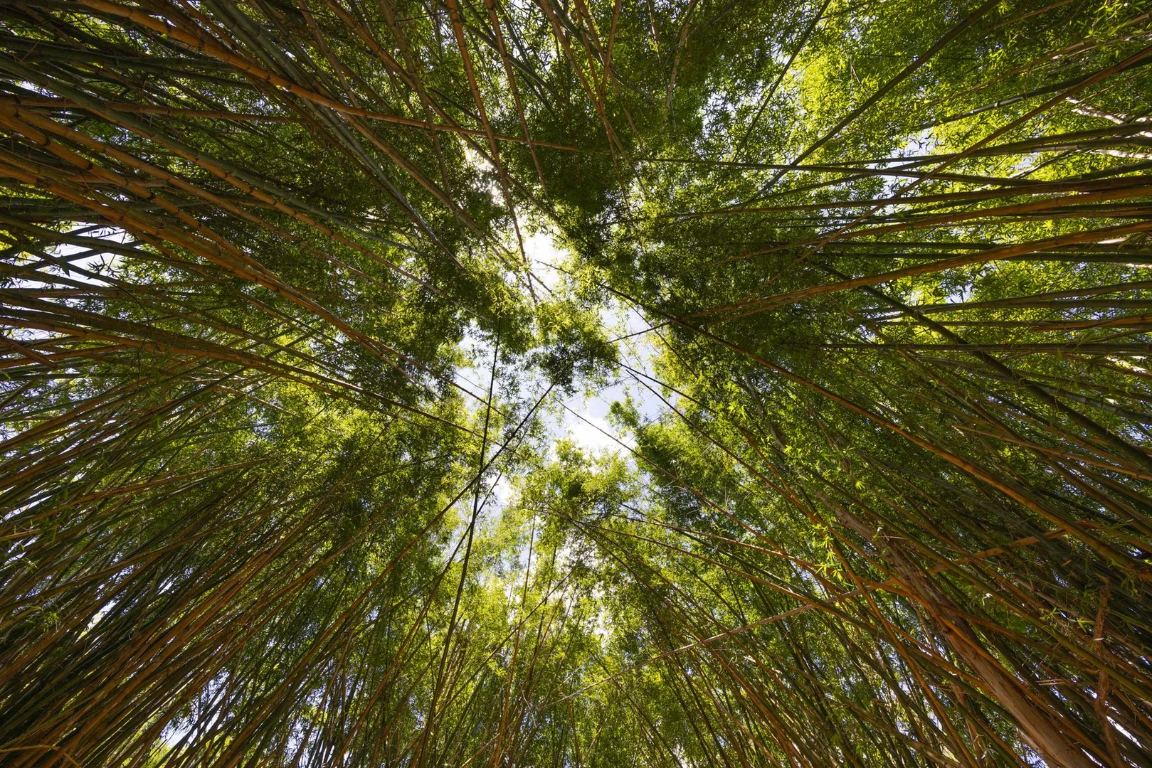 Additional image 6 of 1171 Eumundi - Kenilworth Road, Belli Park QLD 4562