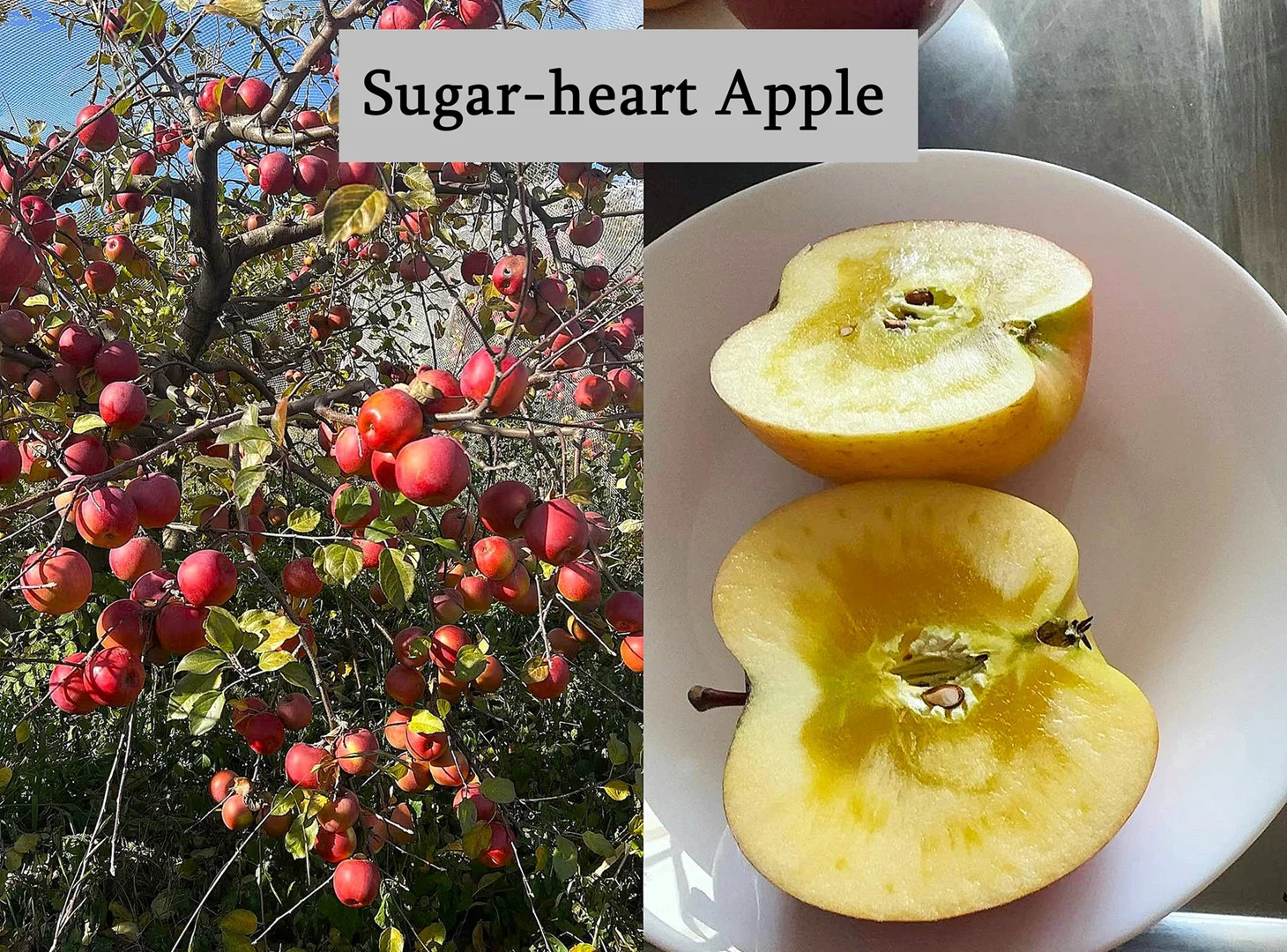 Additional image 22 of 3 Andrews Drive, Kyneton VIC 3444