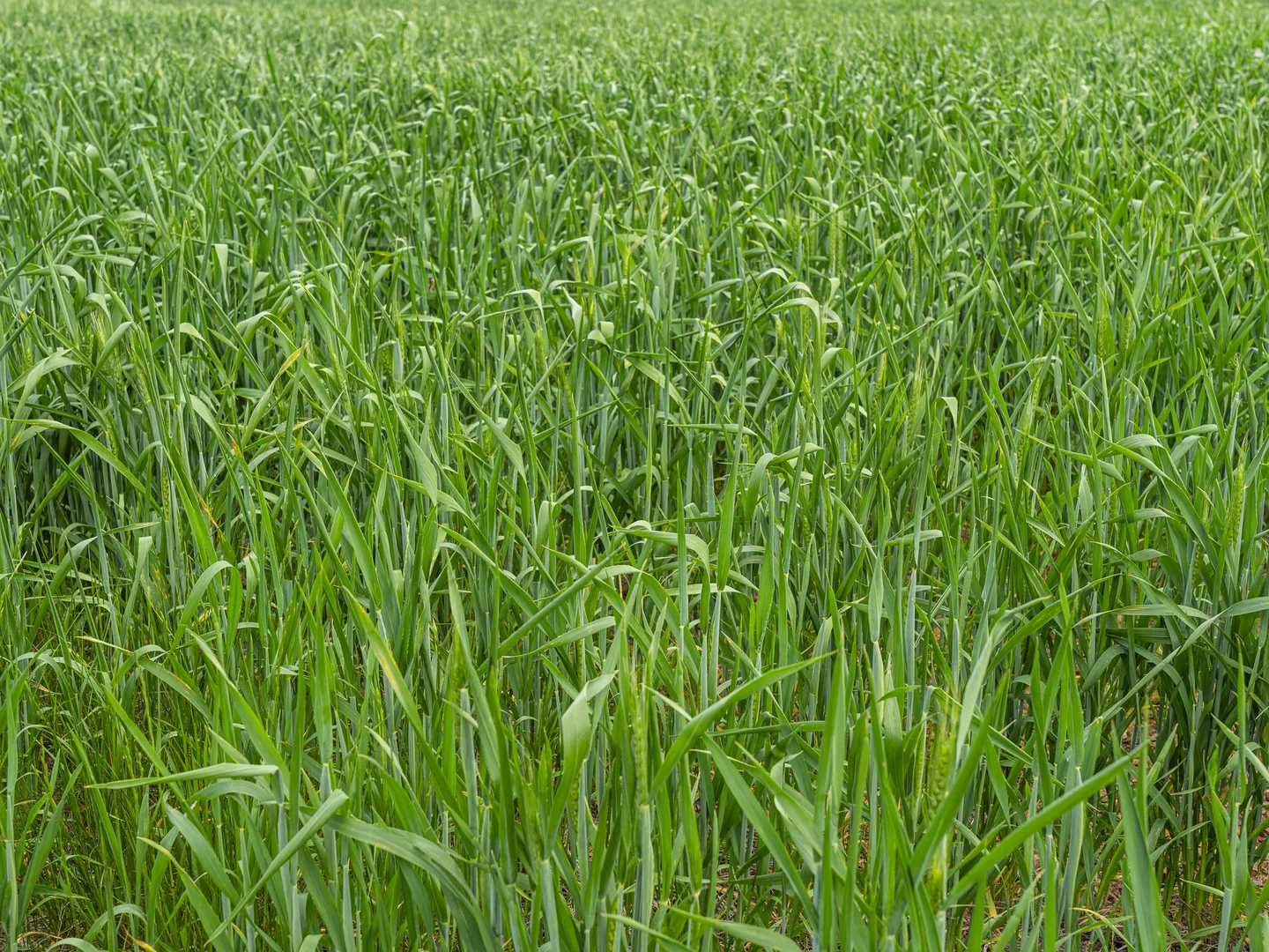 Additional image 9 of 800 Bridge Road, Caniambo VIC 3630