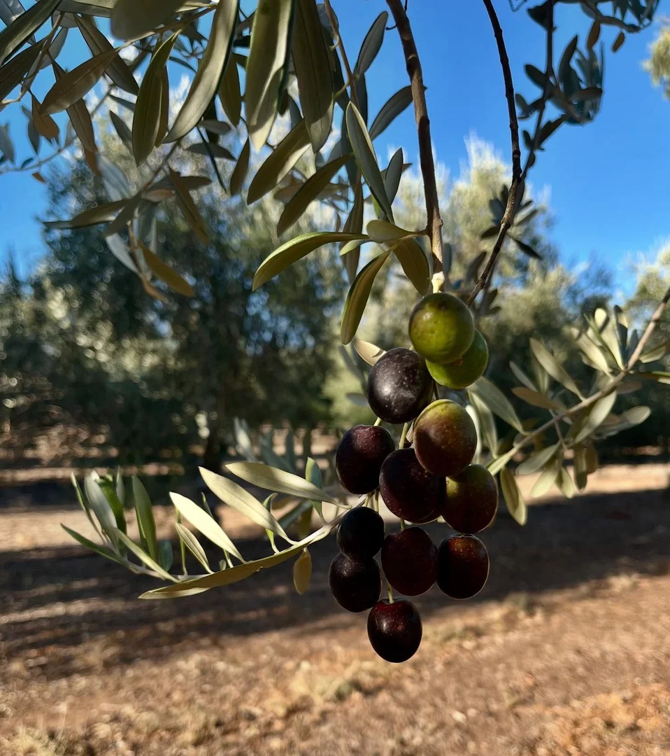 Additional image 14 of 15 Mary Gilmore Road, Wagga Wagga NSW 2650