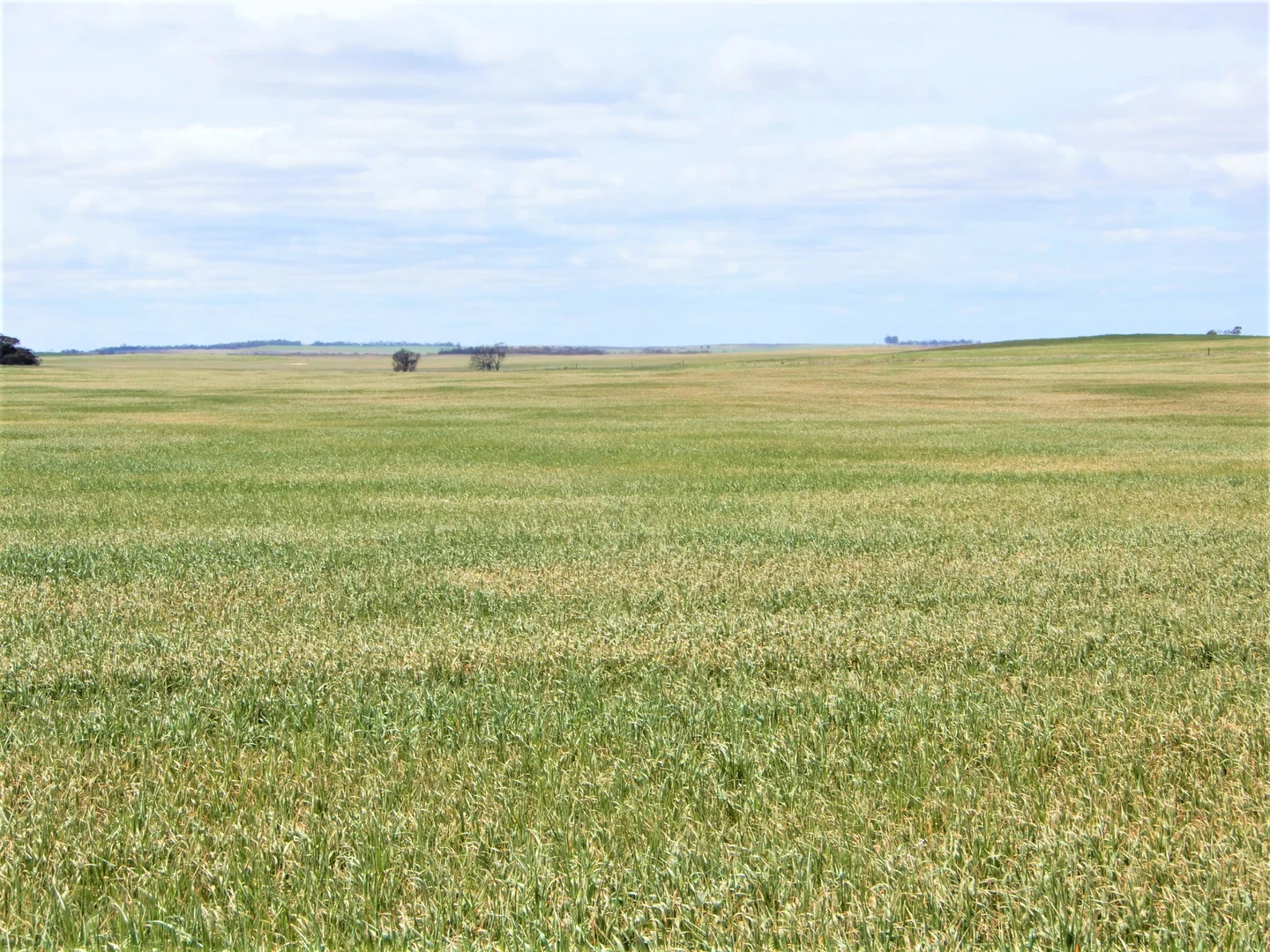 Additional image 6 of 477 Beelitz Road, Geranium SA 5301