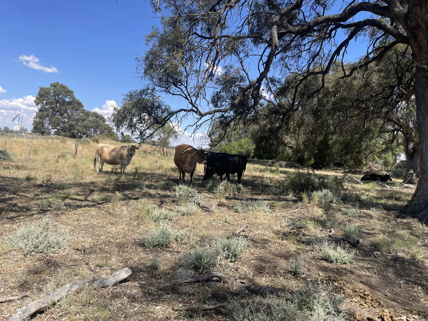 Additional image 16 of 'Yileen' 4371 Moulamein Road, Tullakool NSW 2732